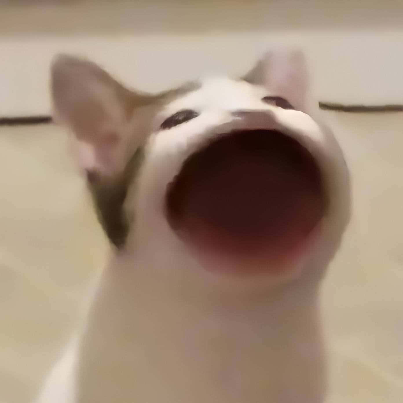 Gato Popcat Maullido Imagen Maldita Fondos de pantalla