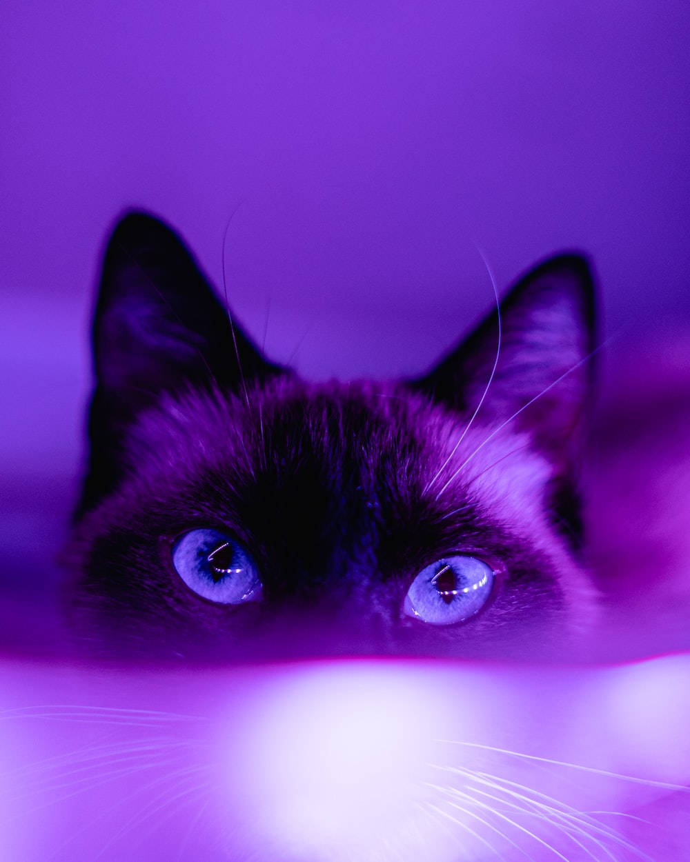 Gato Siamés Estético Púrpura Oscuro Fondos de pantalla