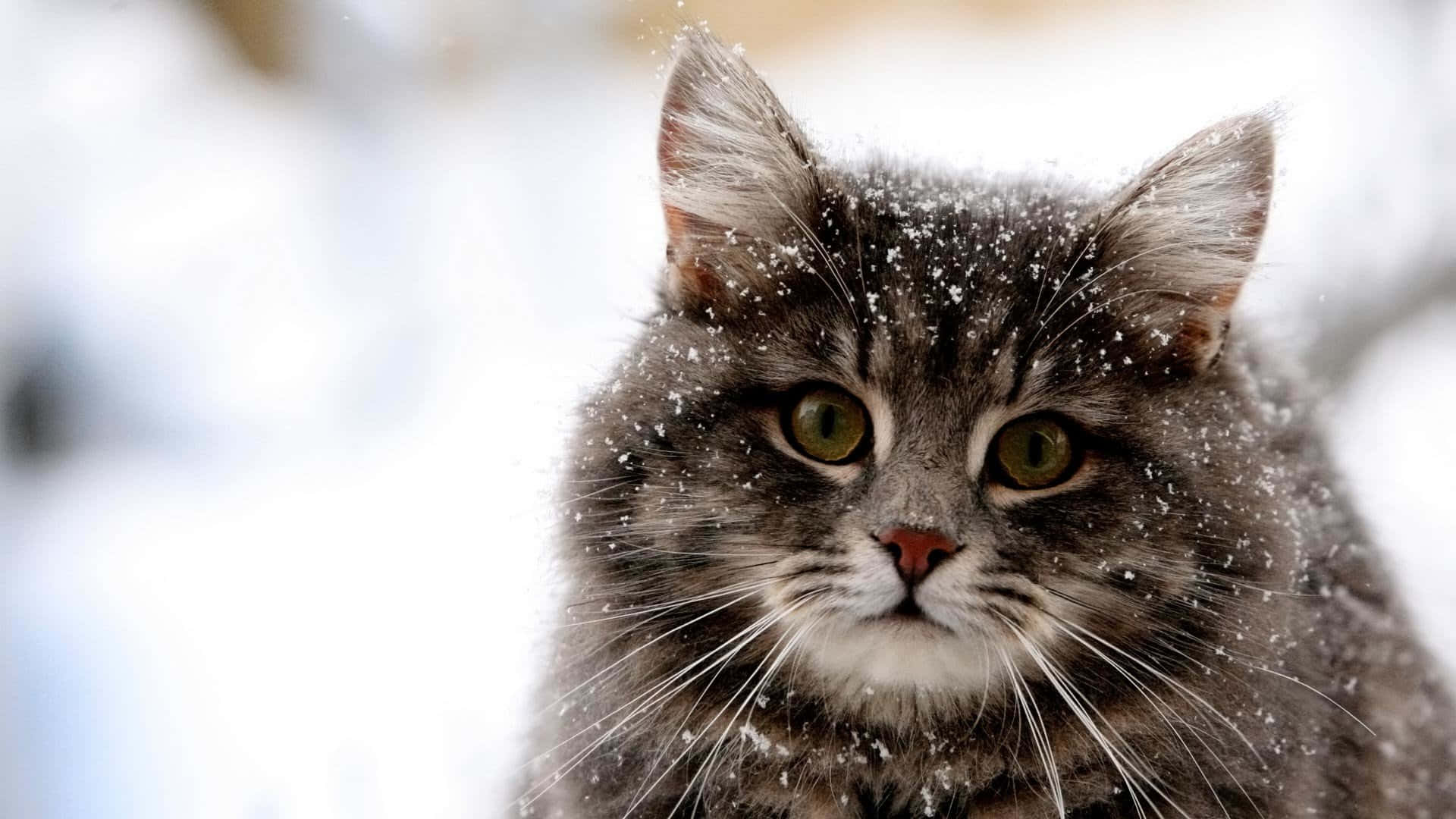 Gato siberiano lindo y divertido en la nieve Fondos de pantalla