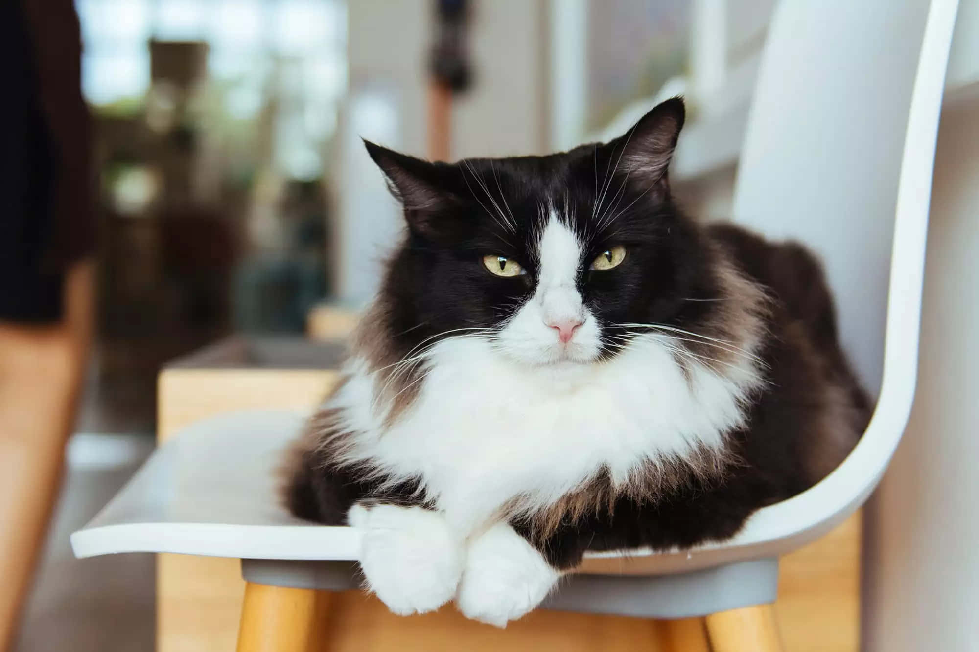 Gato Tuxedo de Pelo Largo Mirando Molesto Fondos de pantalla