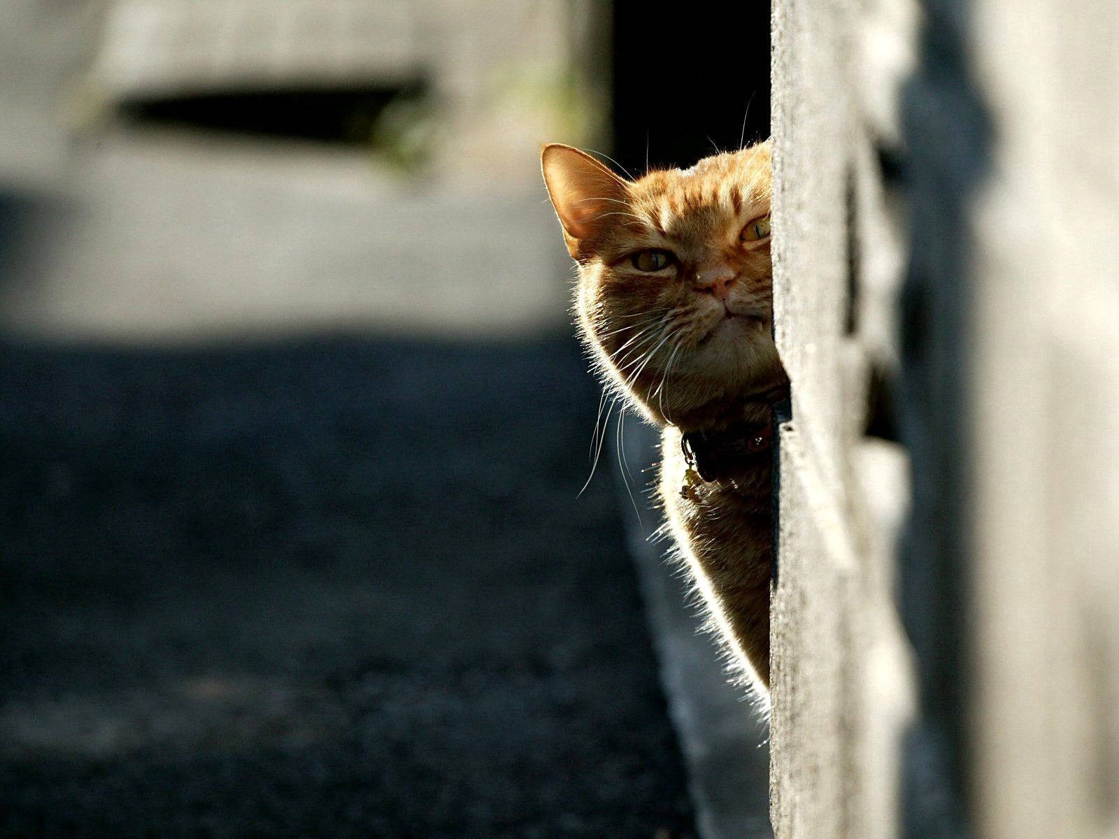 Gato naranja con ojos asustadizos escondido detrás de una pared, al acecho para cazar comida. Amigos peludos.