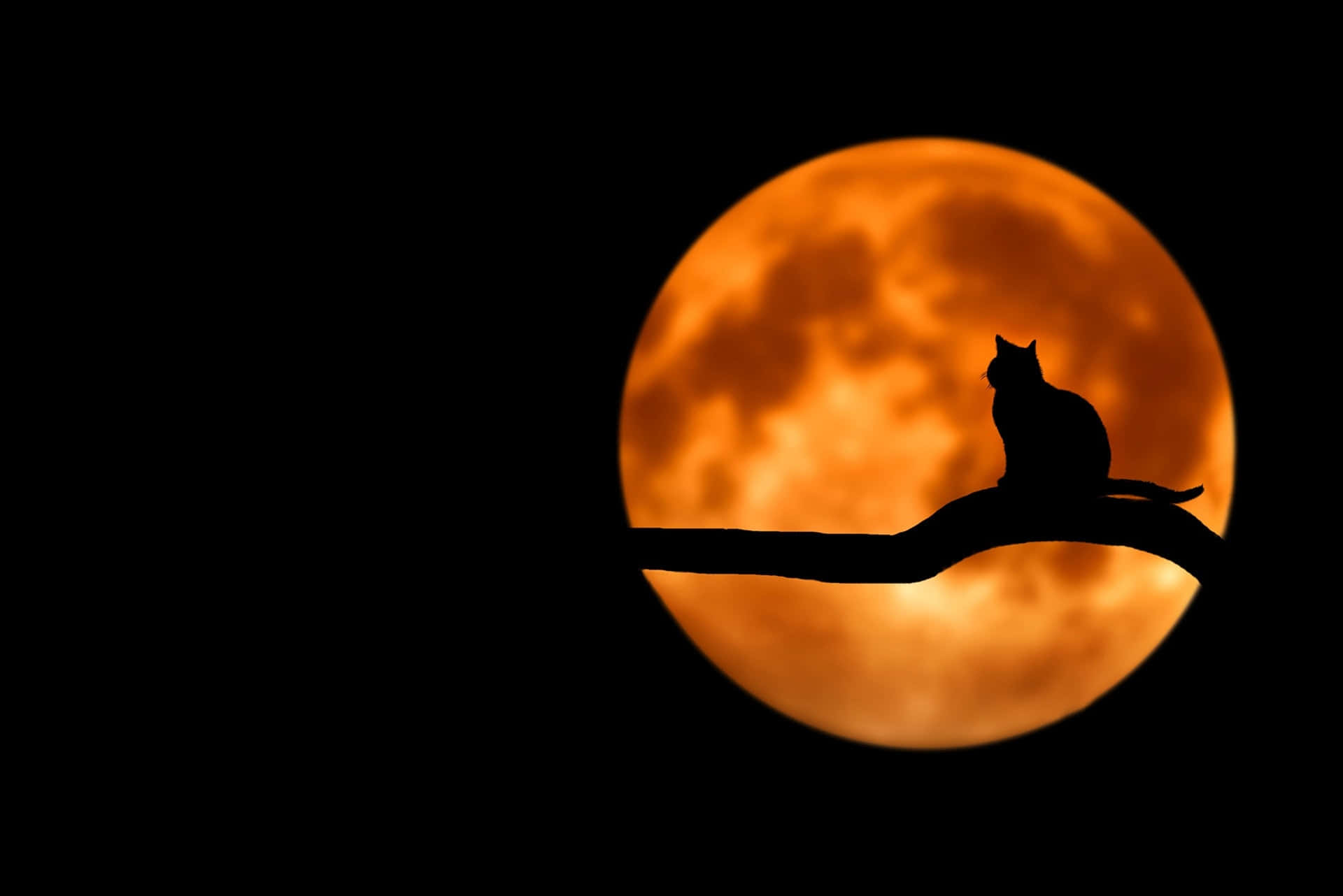 Gato y Luna Fondos de pantalla