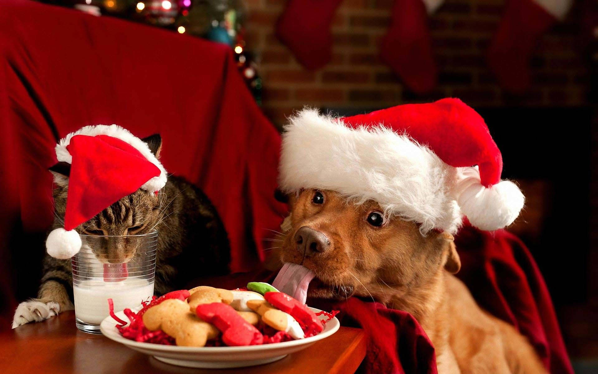 Gato y Perro Divertidos en Navidad Fondos de pantalla