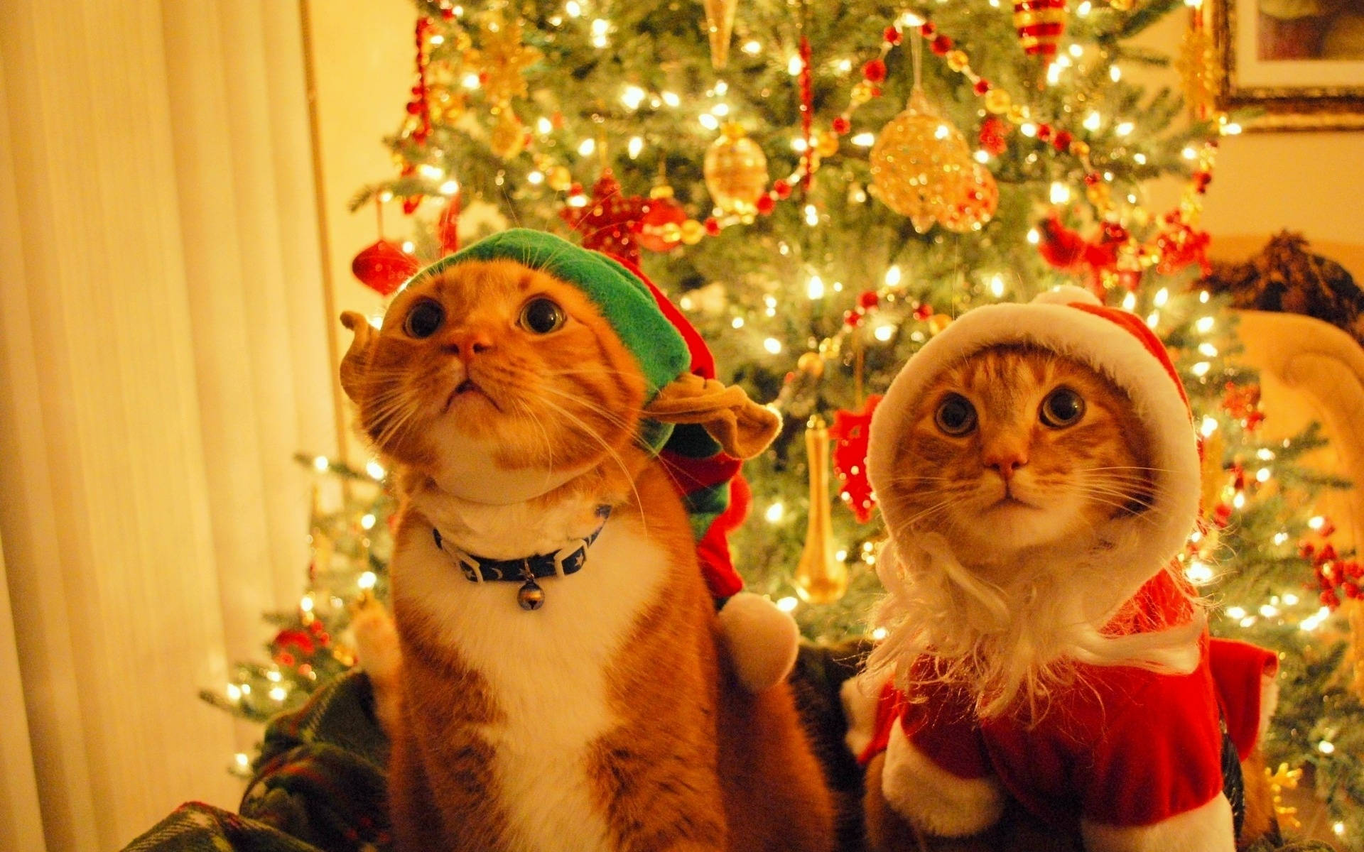 Gatos con Gorro de Santa Claus Divertido Navidad Fondos de pantalla