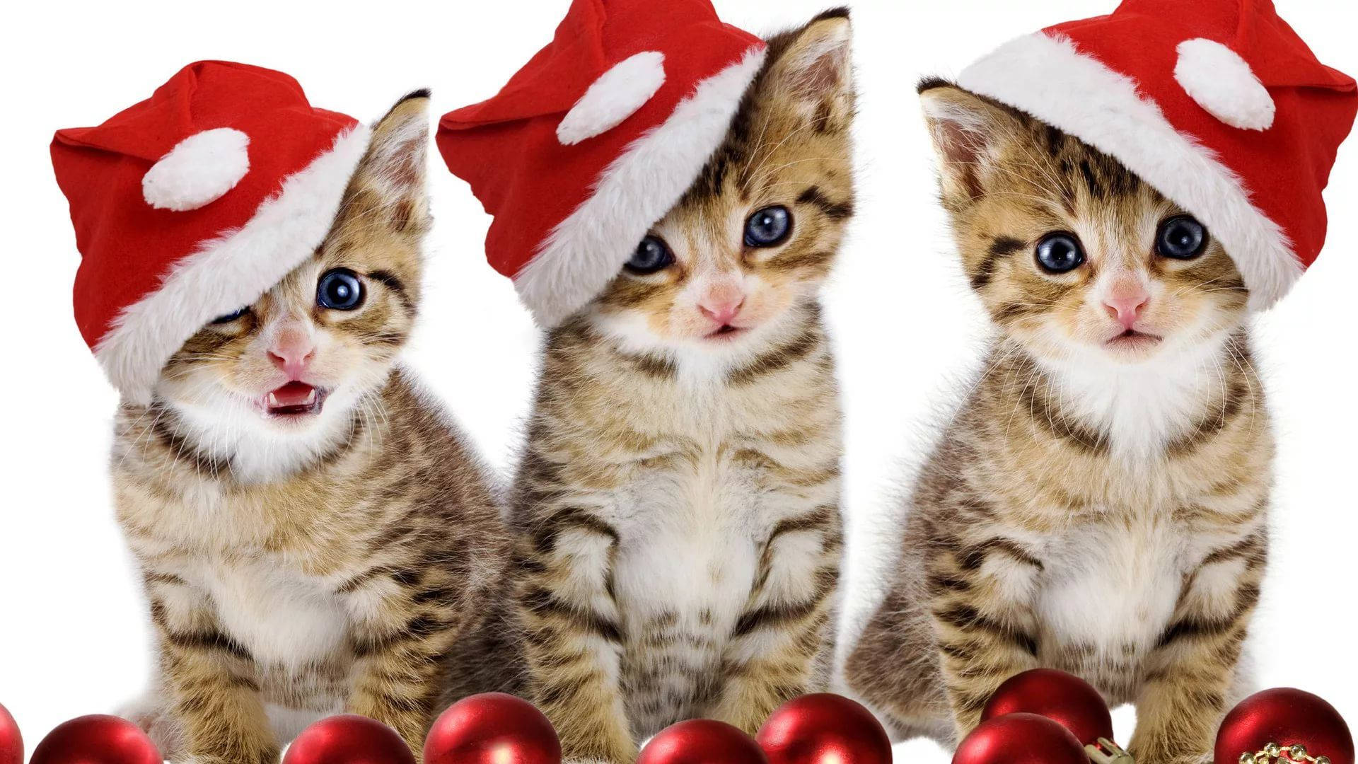 Gatos con Gorro de Santa Claus Navidad Divertida Fondos de pantalla