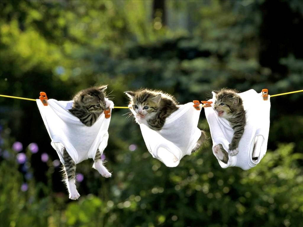 Gatos divertidos colgados con ropa interior