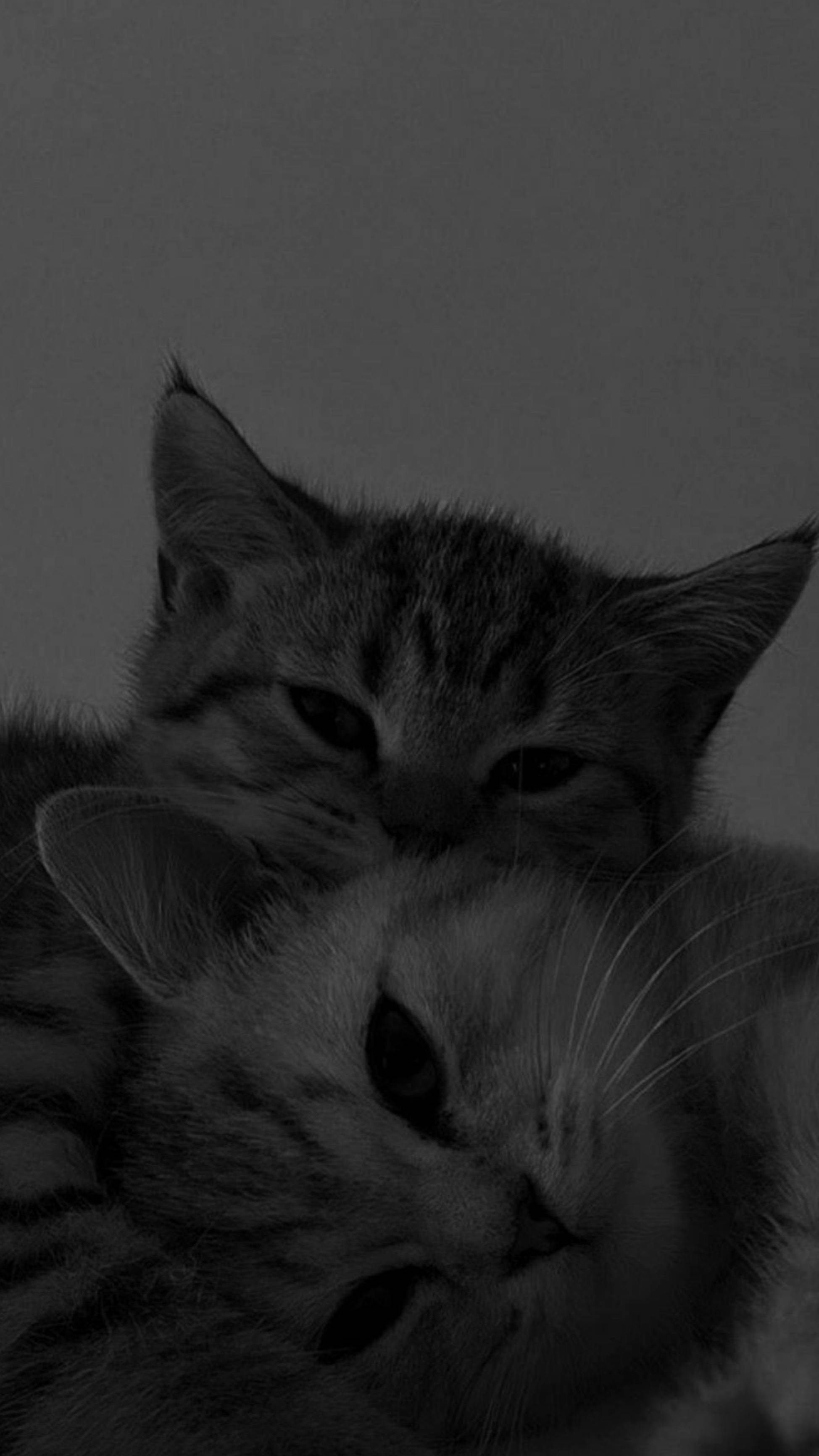 Gatos Lindos Acurrucados Estética Fondos de pantalla