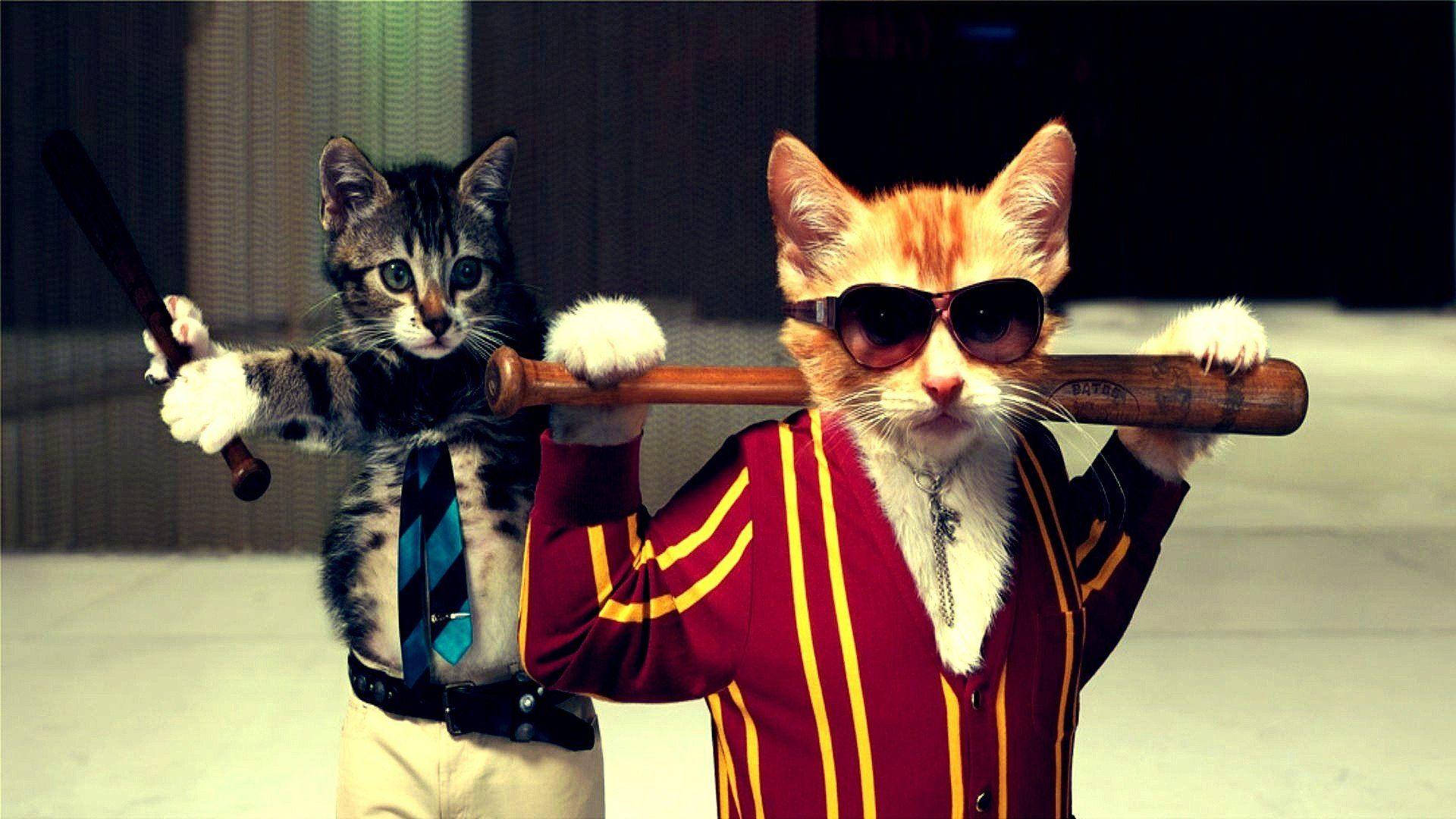 Gatos Pandilleros Divertidos Fondos de pantalla