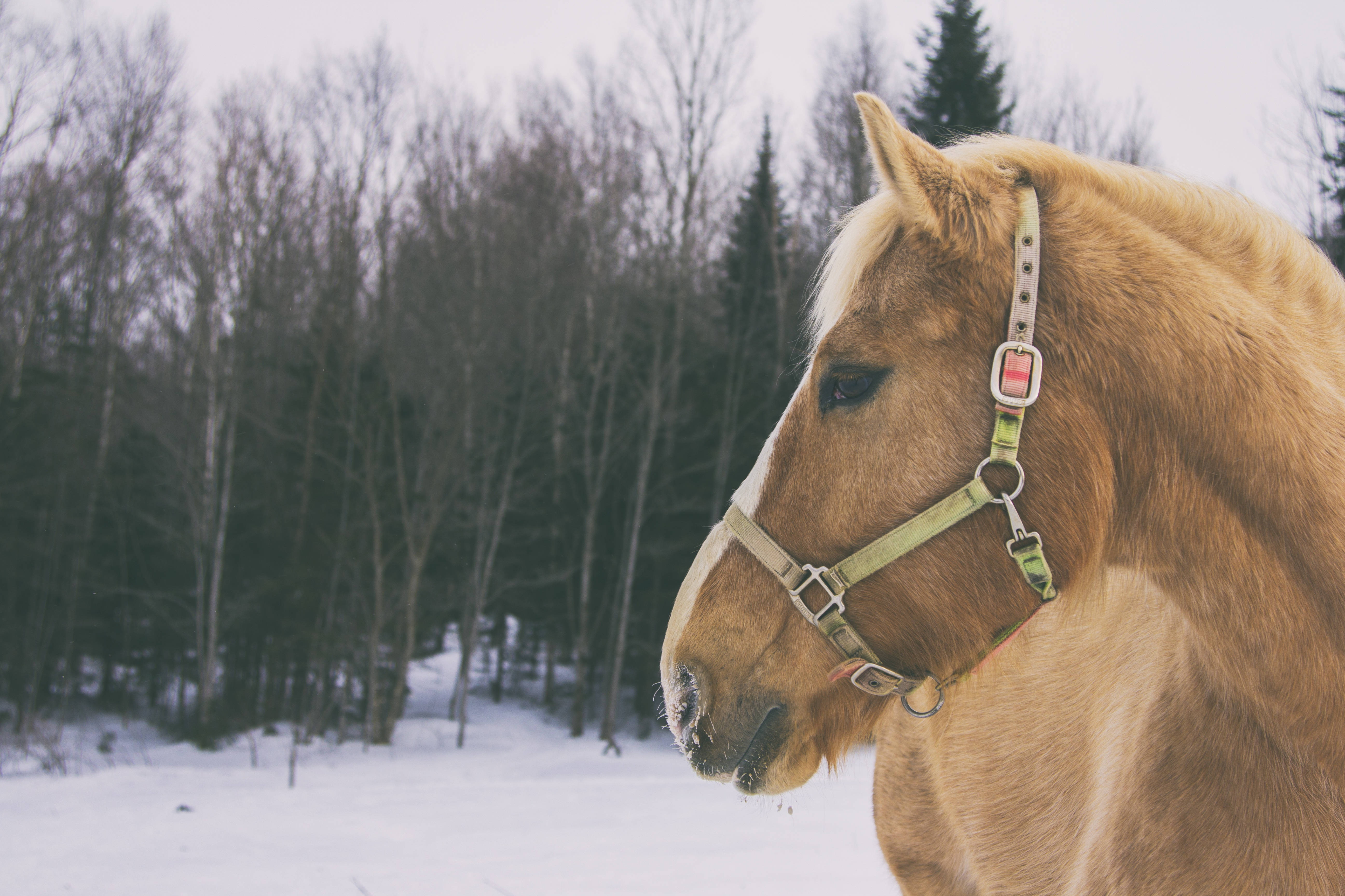 Gentil caballo marrón disfrutando del paisaje invernal Fondos de pantalla