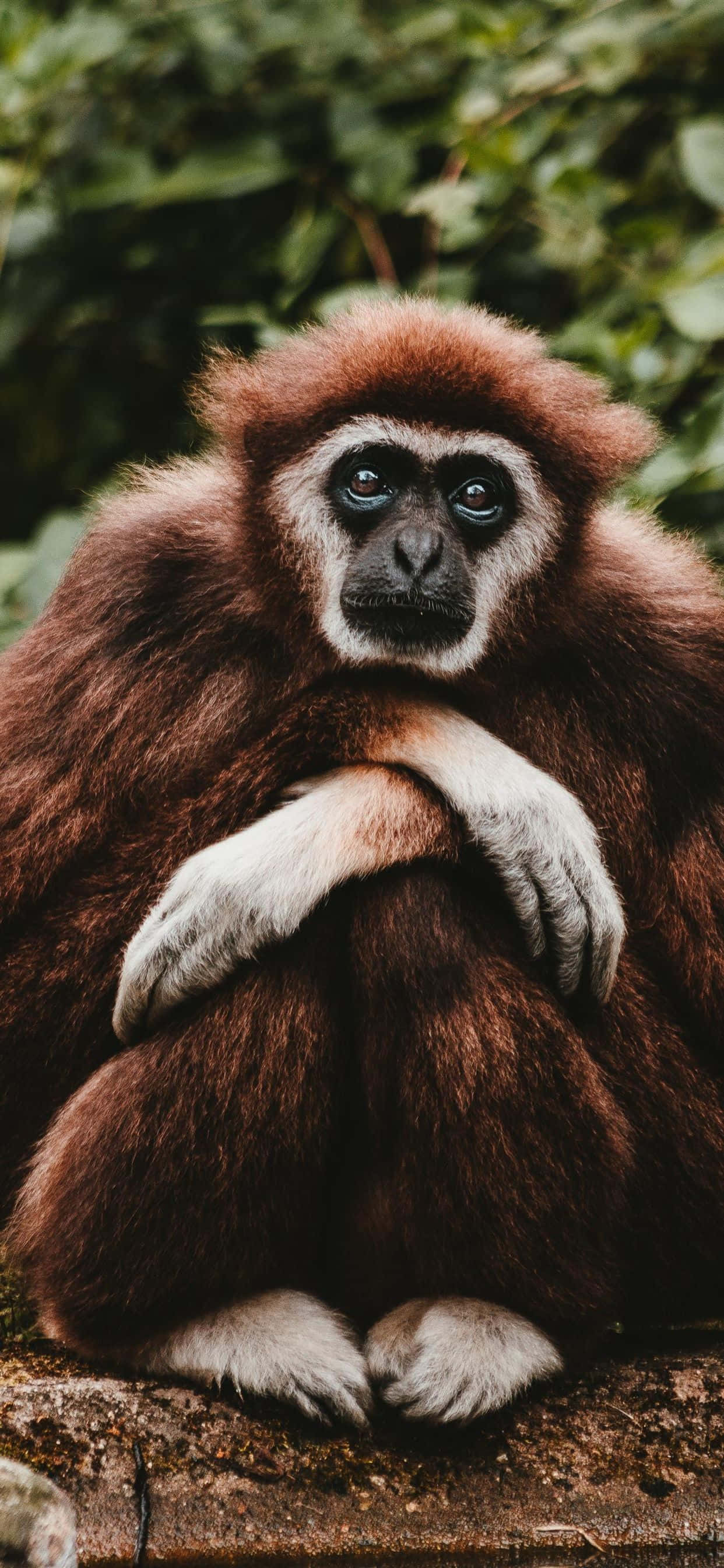 Gibón Cautivador en Fondo para iPhone XS Fondos de pantalla