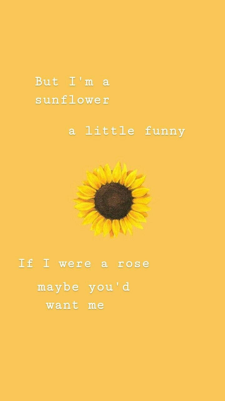 Girasol Divertido con Frases Lindas Fondos de pantalla