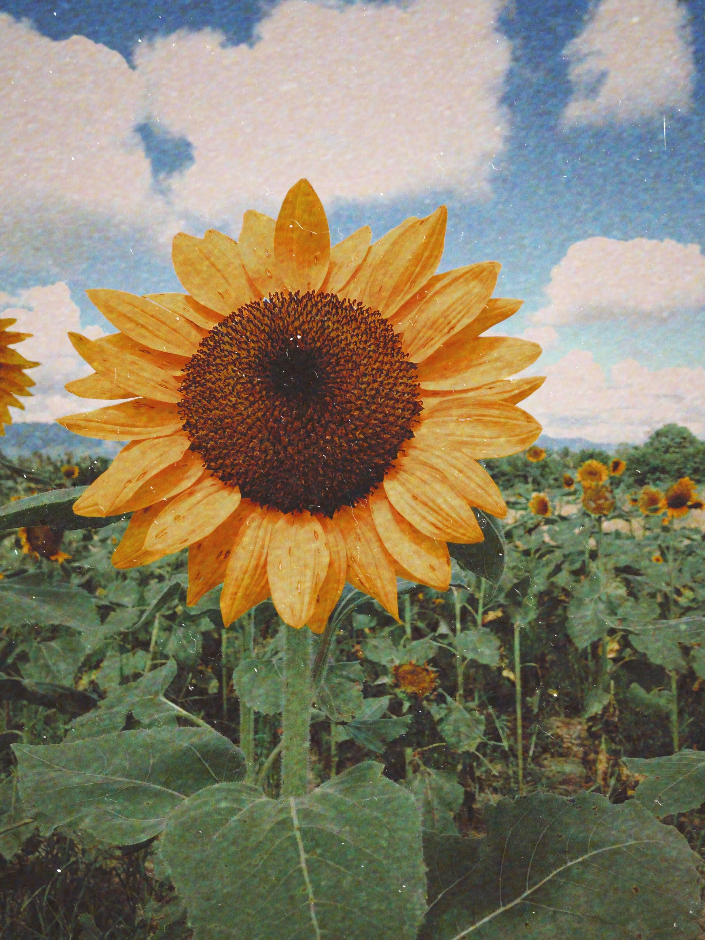 Girasol estético de verano Fondos de pantalla