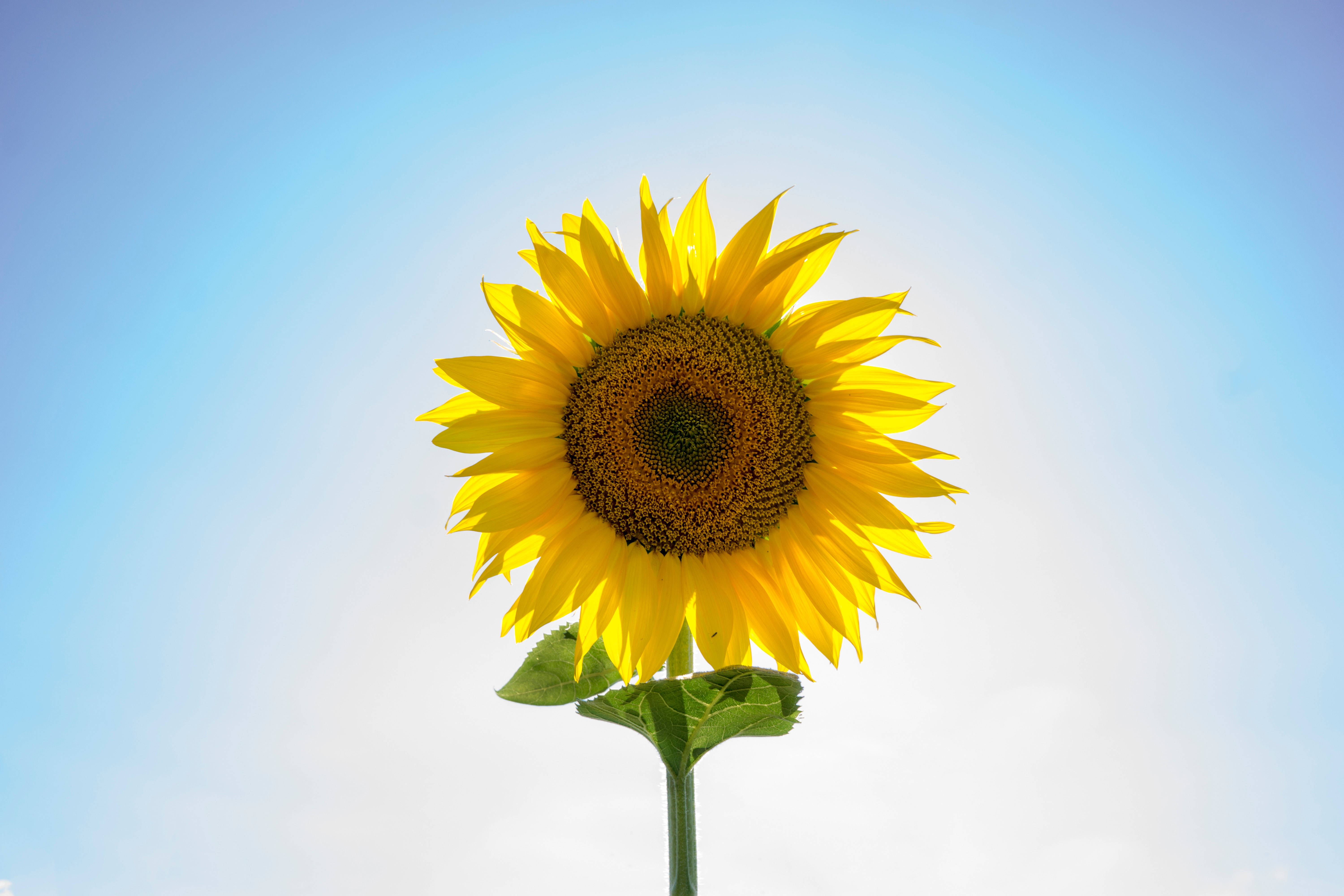 Girasol gigante en un día soleado Fondos de pantalla