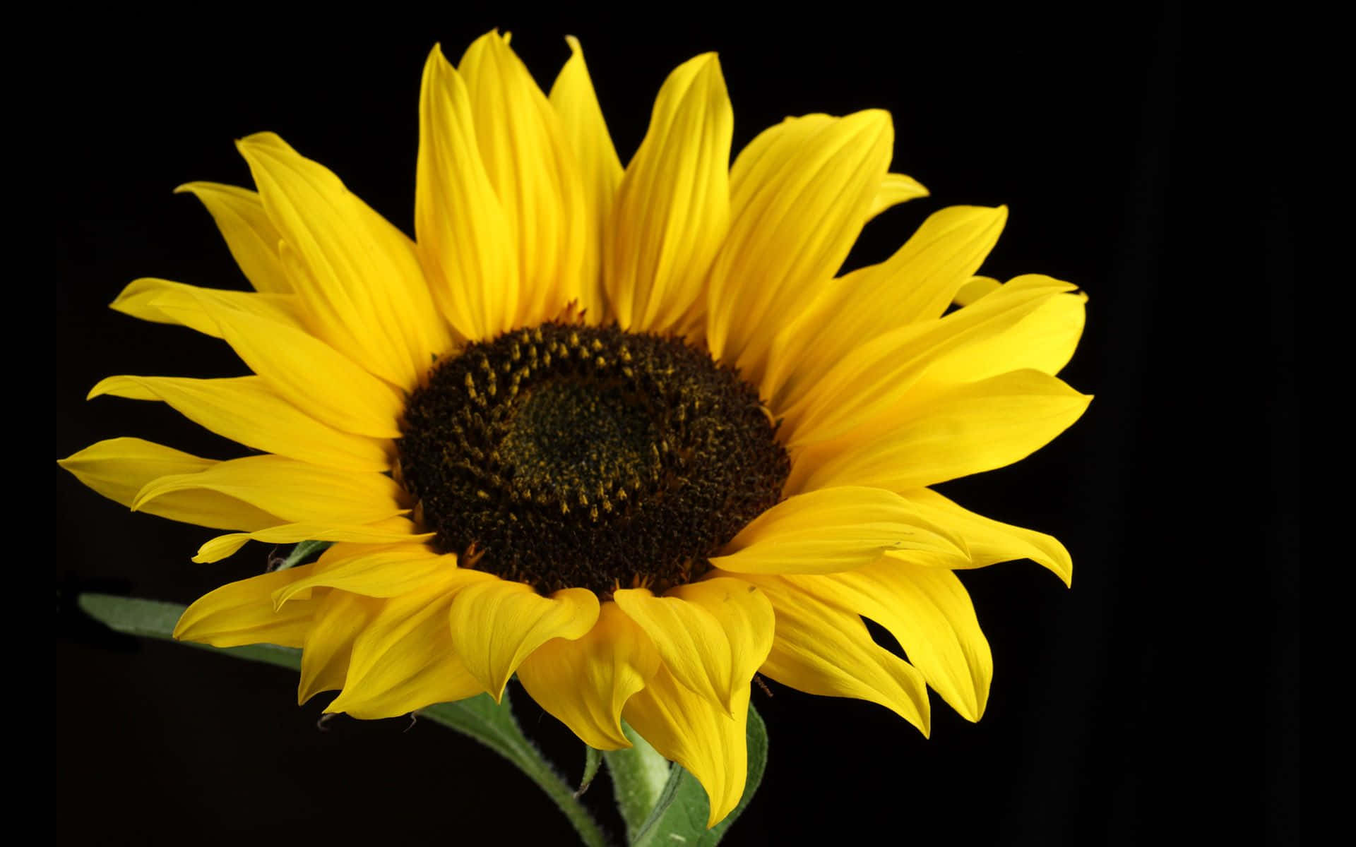 Girasol Negro de Verano Fondos de pantalla