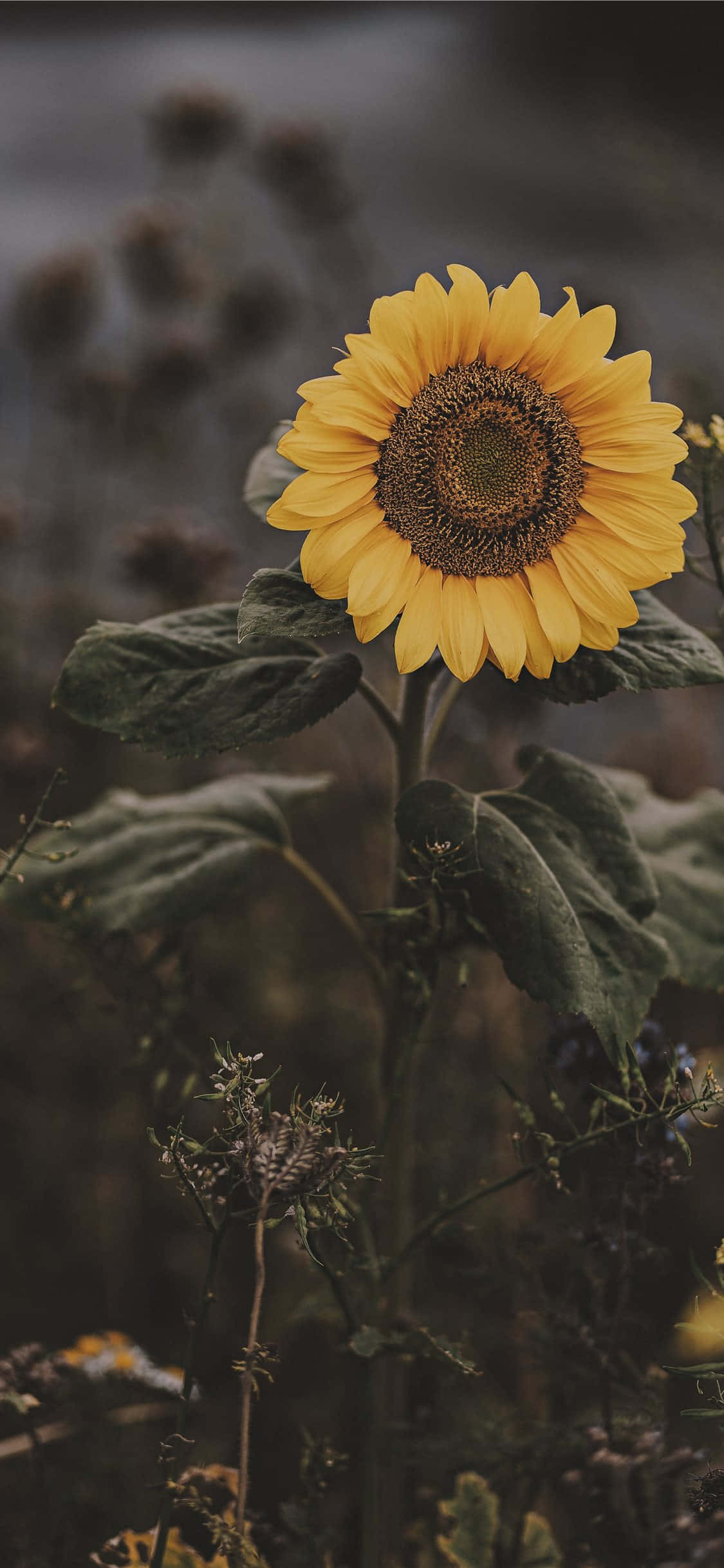 Girasol Oscuro, hermoso pero misterioso Fondos de pantalla