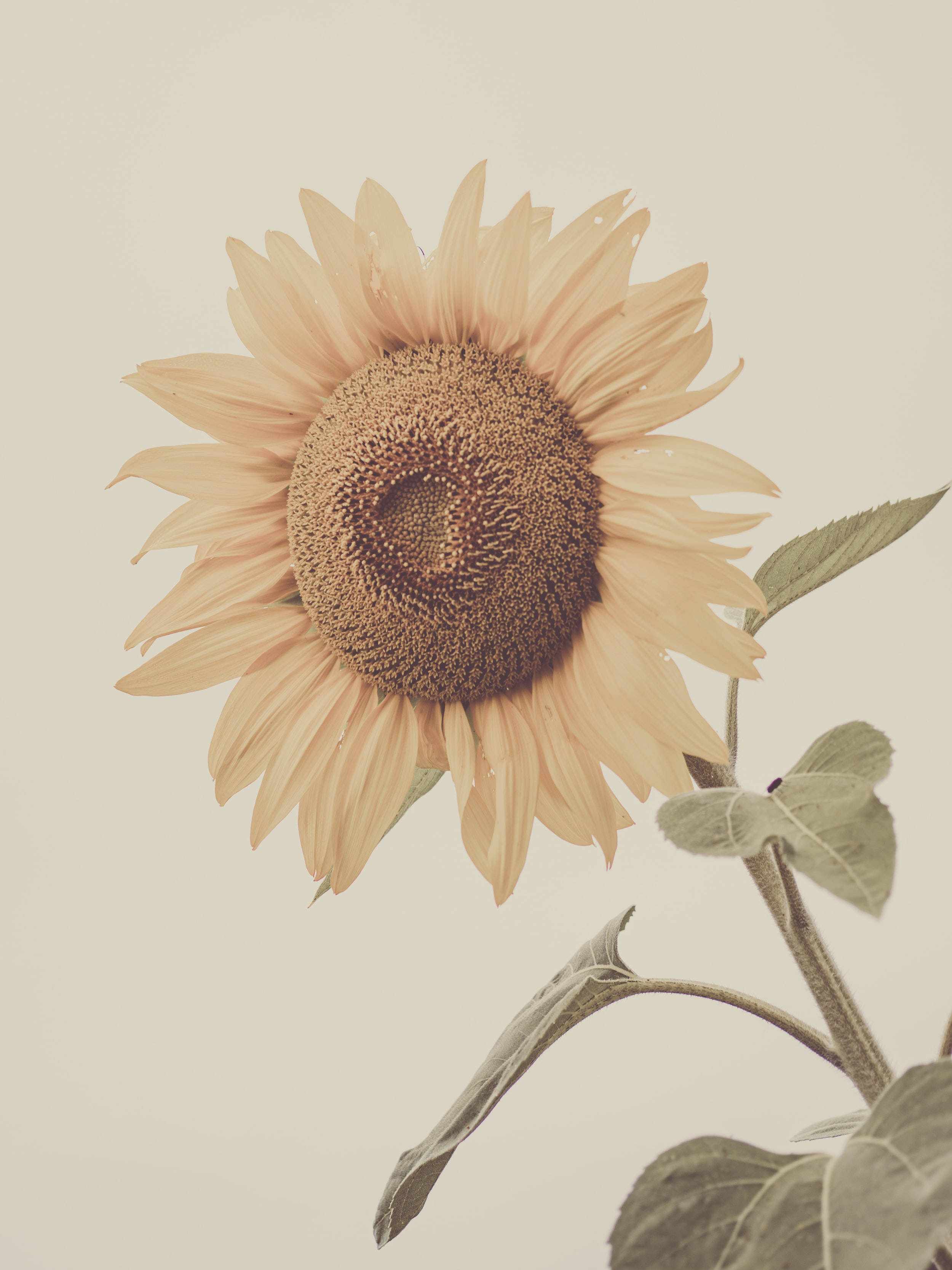Girasol Pastel para iPhone Fondos de pantalla