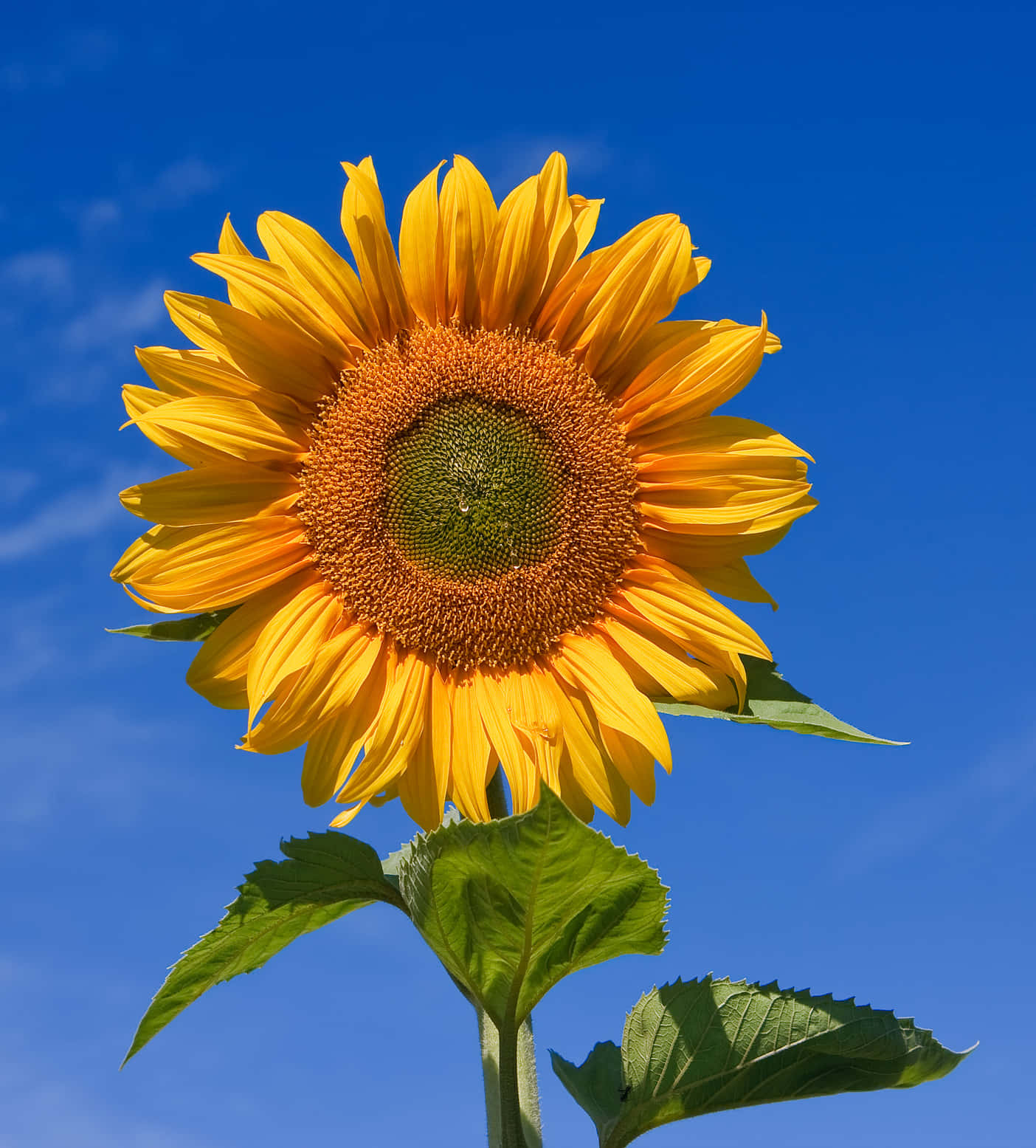 Girasol radiante en un campo amarillo vibrante Fondos de pantalla