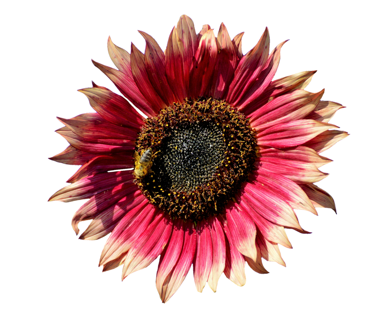 Girasol rosa vibrante con abeja Fondos de pantalla