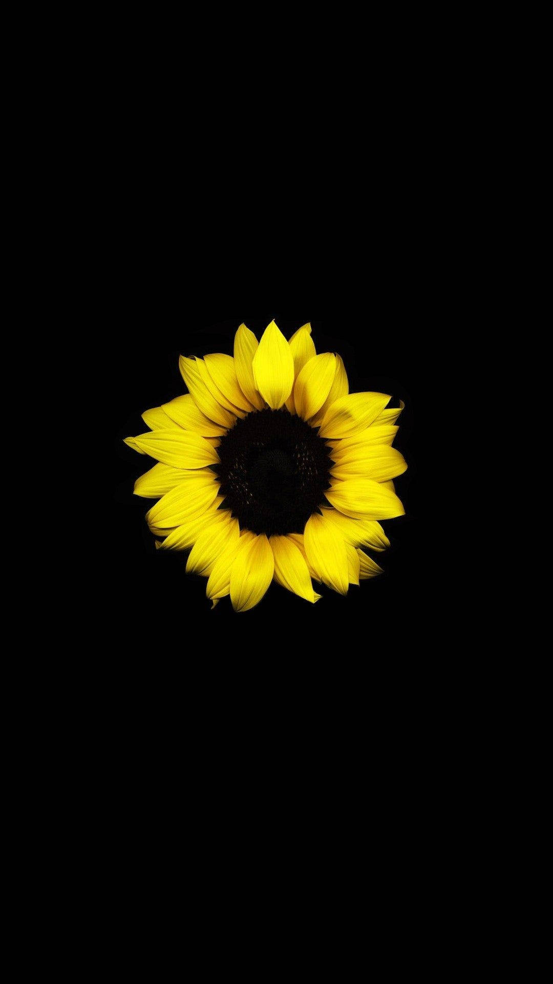 Girasol Solitario Oscuro HD Flores Fondos de pantalla