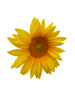 Girasol vibrante con fondo negro.JPG Fondos de pantalla
