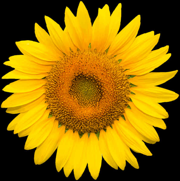 Girasol vibrante sobre fondo negro Fondos de pantalla