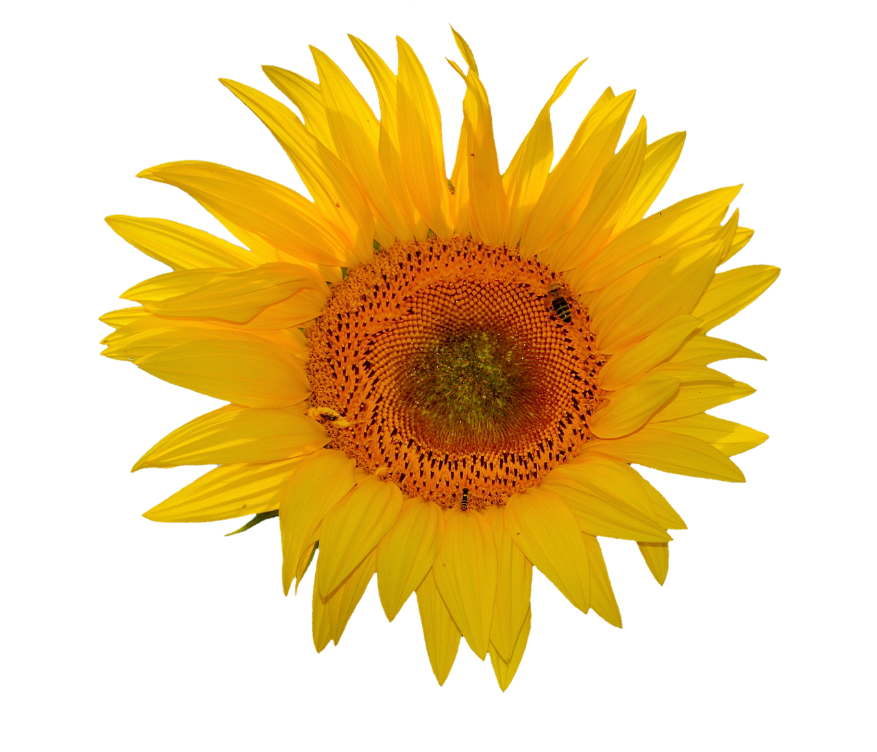 Girasol vibrante sobre fondo negro.JPG Fondos de pantalla