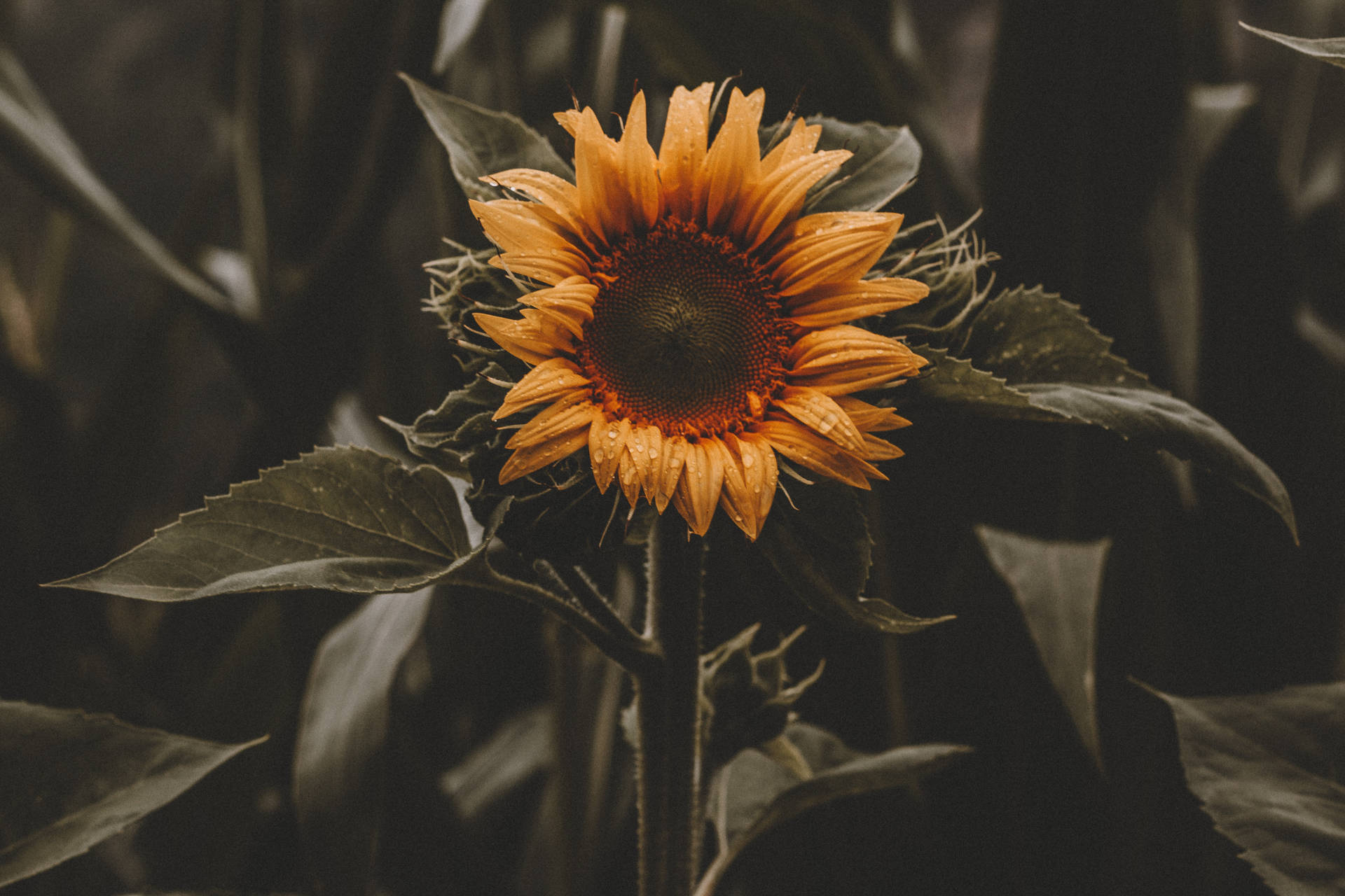 Girasol vintage con hojas verde oscuro, primer plano en un campo.