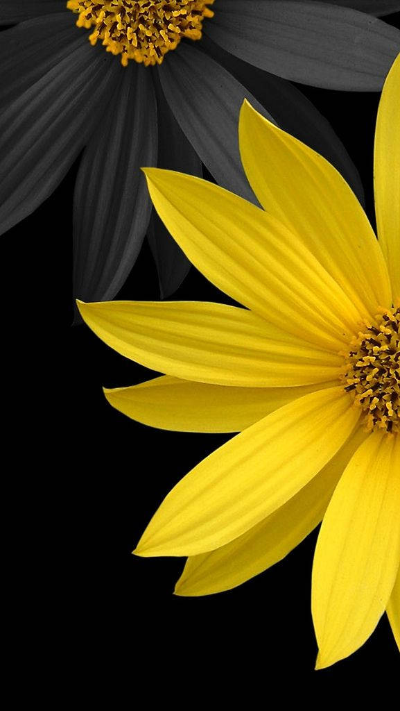 Girasoles 3D Negro y Amarillo para Teléfono Fondos de pantalla