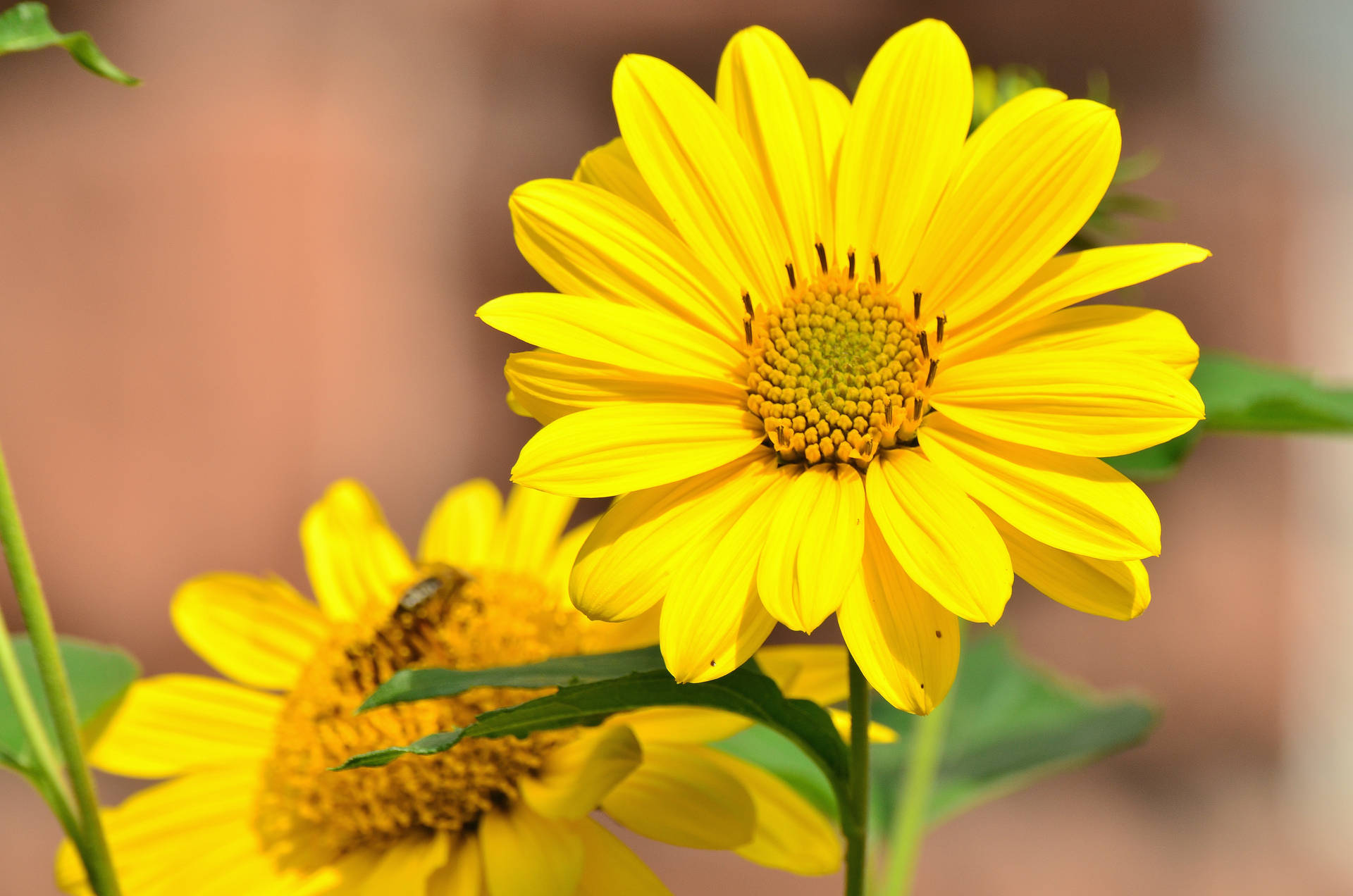 Girasoles amarillos con pétalos rectos en un día brillante, primer plano.