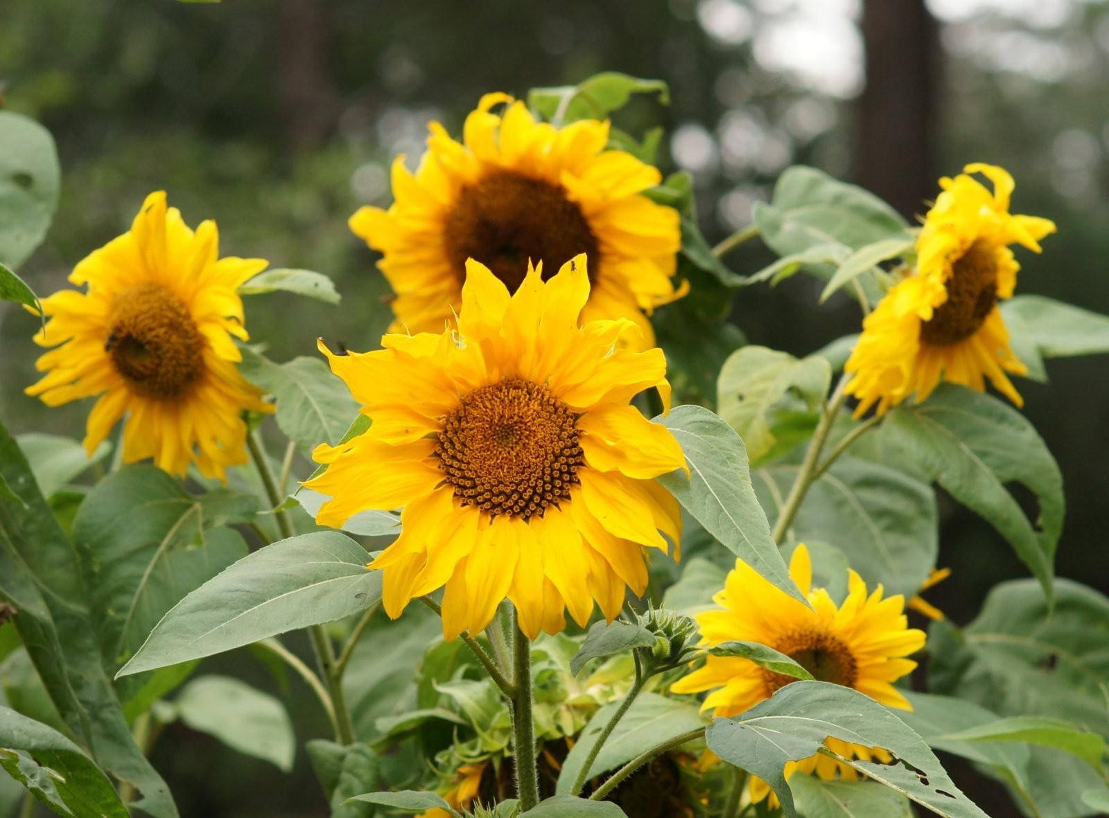 Girasoles de Verano en Plena Floración Fondos de pantalla