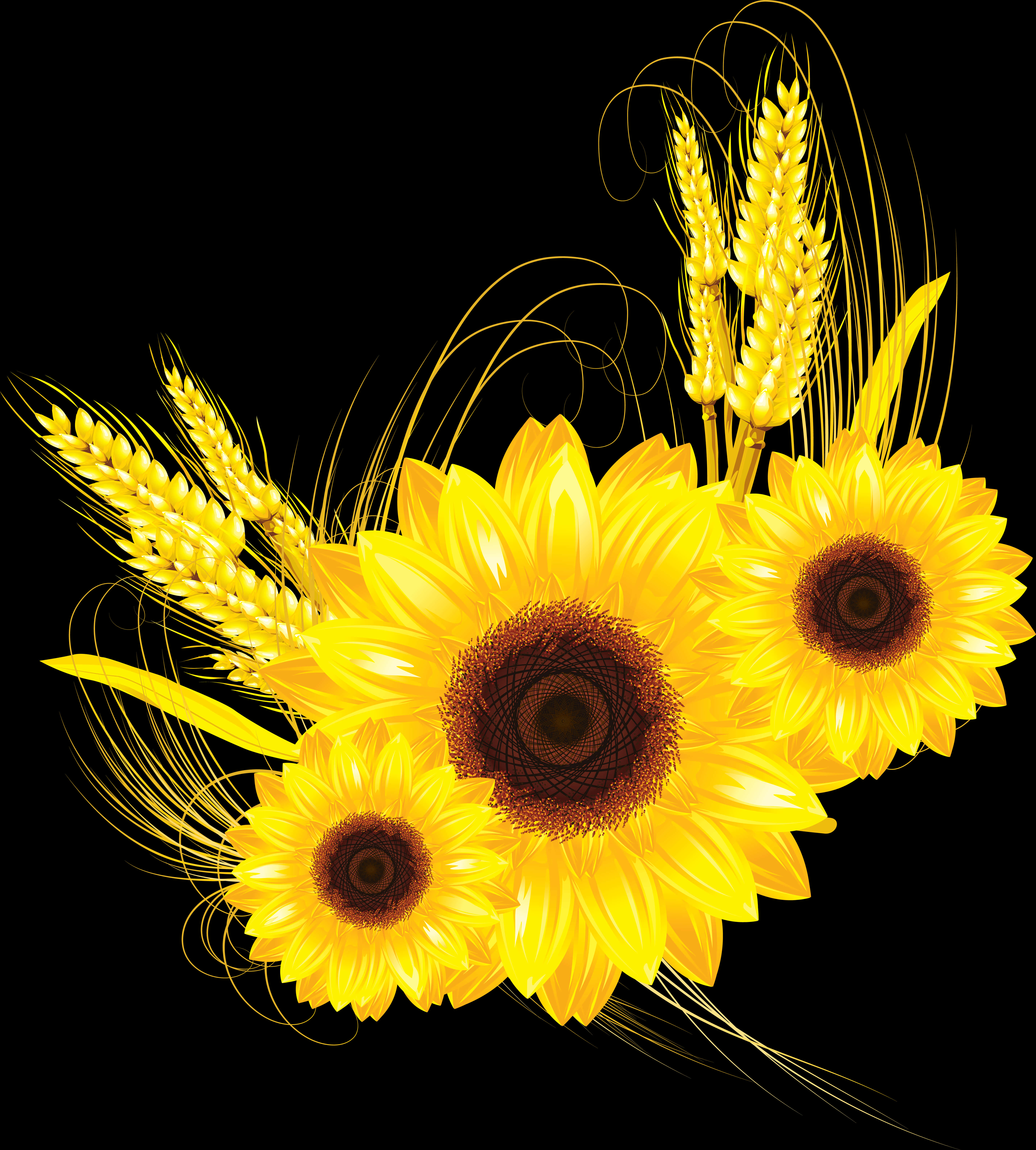 Girasoles dorados y Wheaton negro Fondos de pantalla