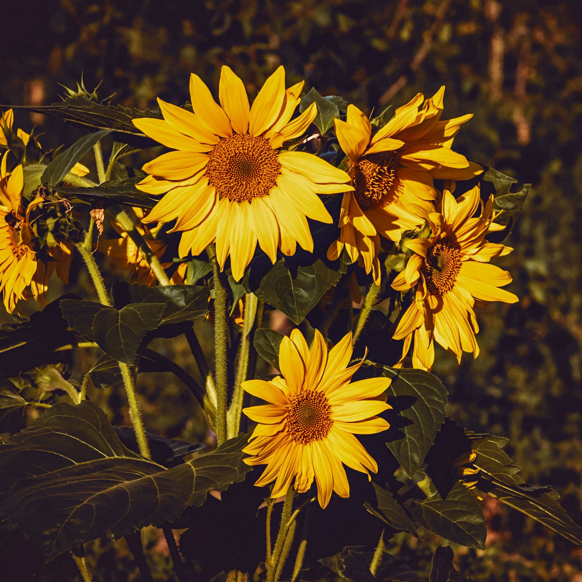 Fondo de pantalla estético de girasoles para iPad