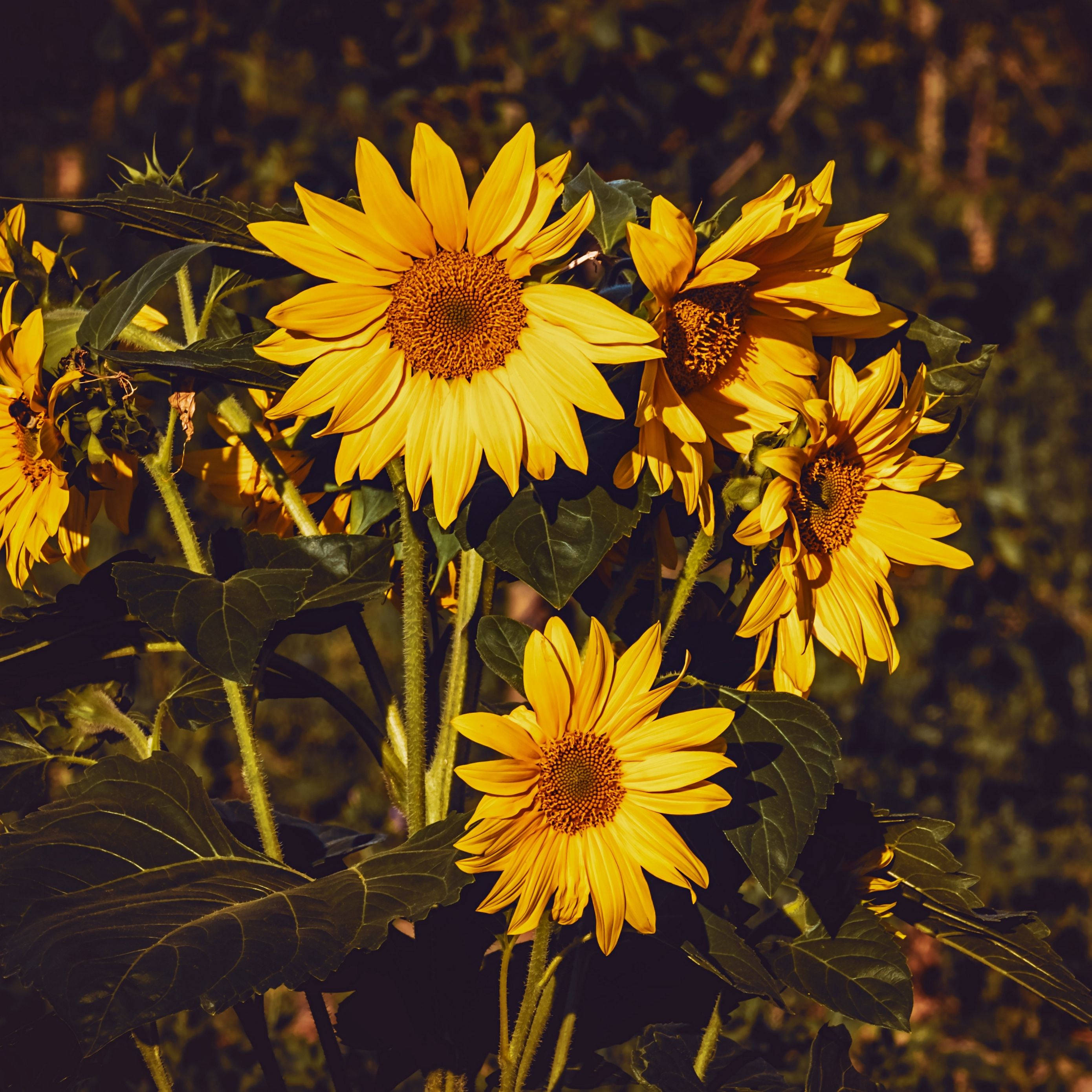 Girasoles estéticos para iPad Fondos de pantalla