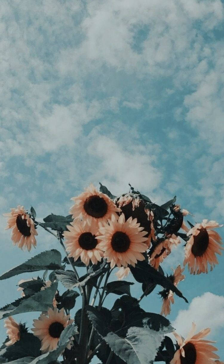 Girasoles Estilo Vintage y Cielo Azul Fondos de pantalla