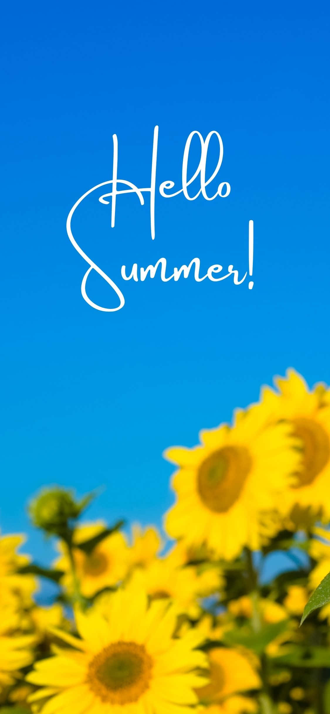 Girasoles fondo de verano para iPhone X Fondos de pantalla