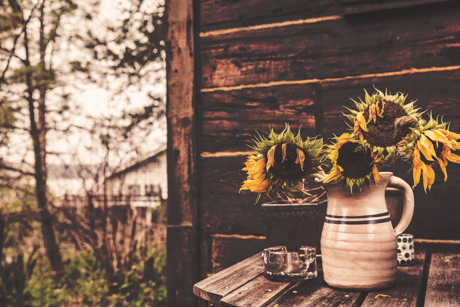 Girasoles marchitos en un florero afuera de una casa de madera vintage.