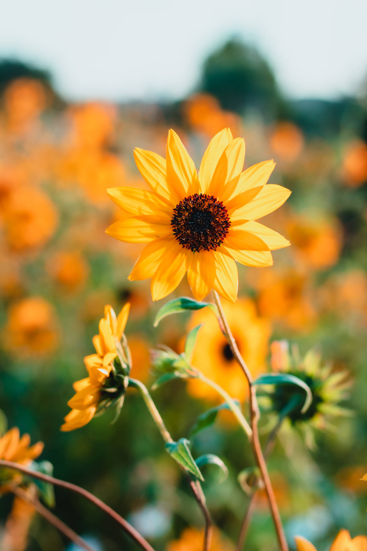 Girasoles brillantes en un campo durante un buen clima veraniego.