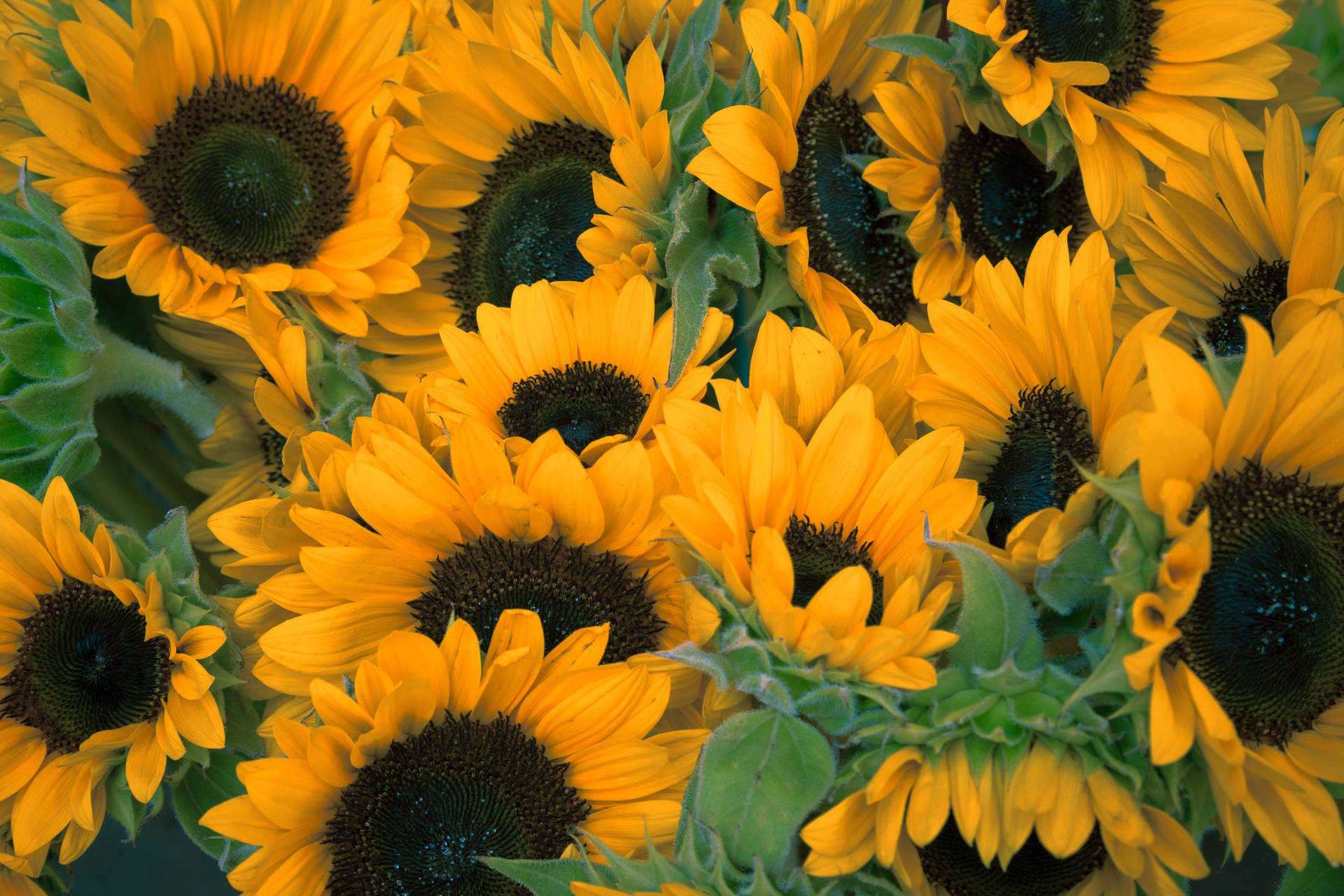 Campo de girasoles lleno de girasoles amarillos anaranjados con hojas verdes.