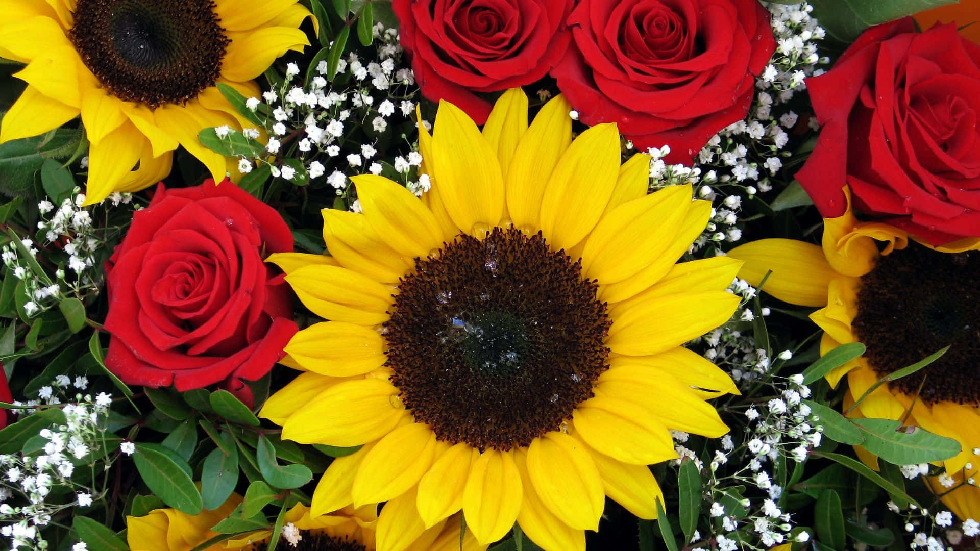 Girasoles y Rosas Frescos del Jardín Fondos de pantalla