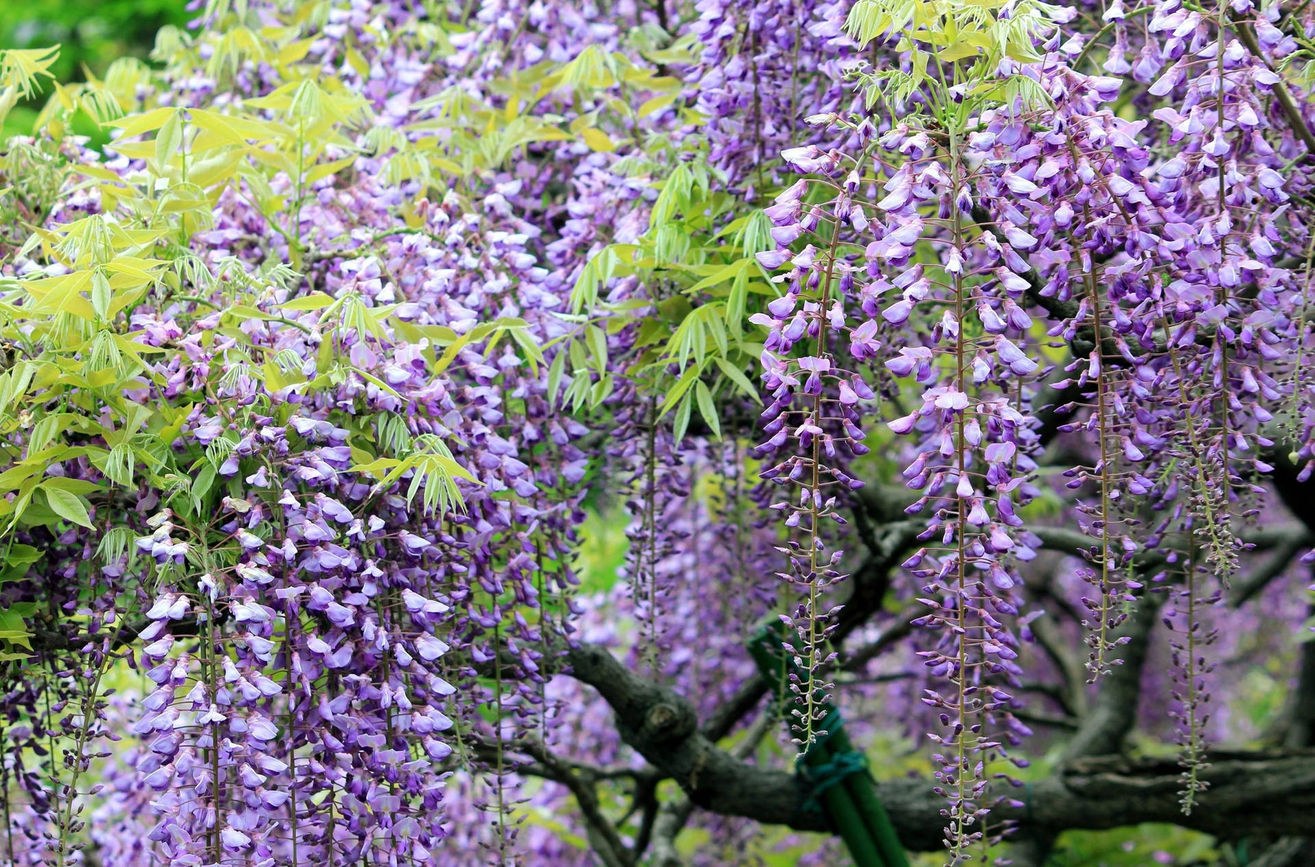 Glicinia japonesa en violeta intenso