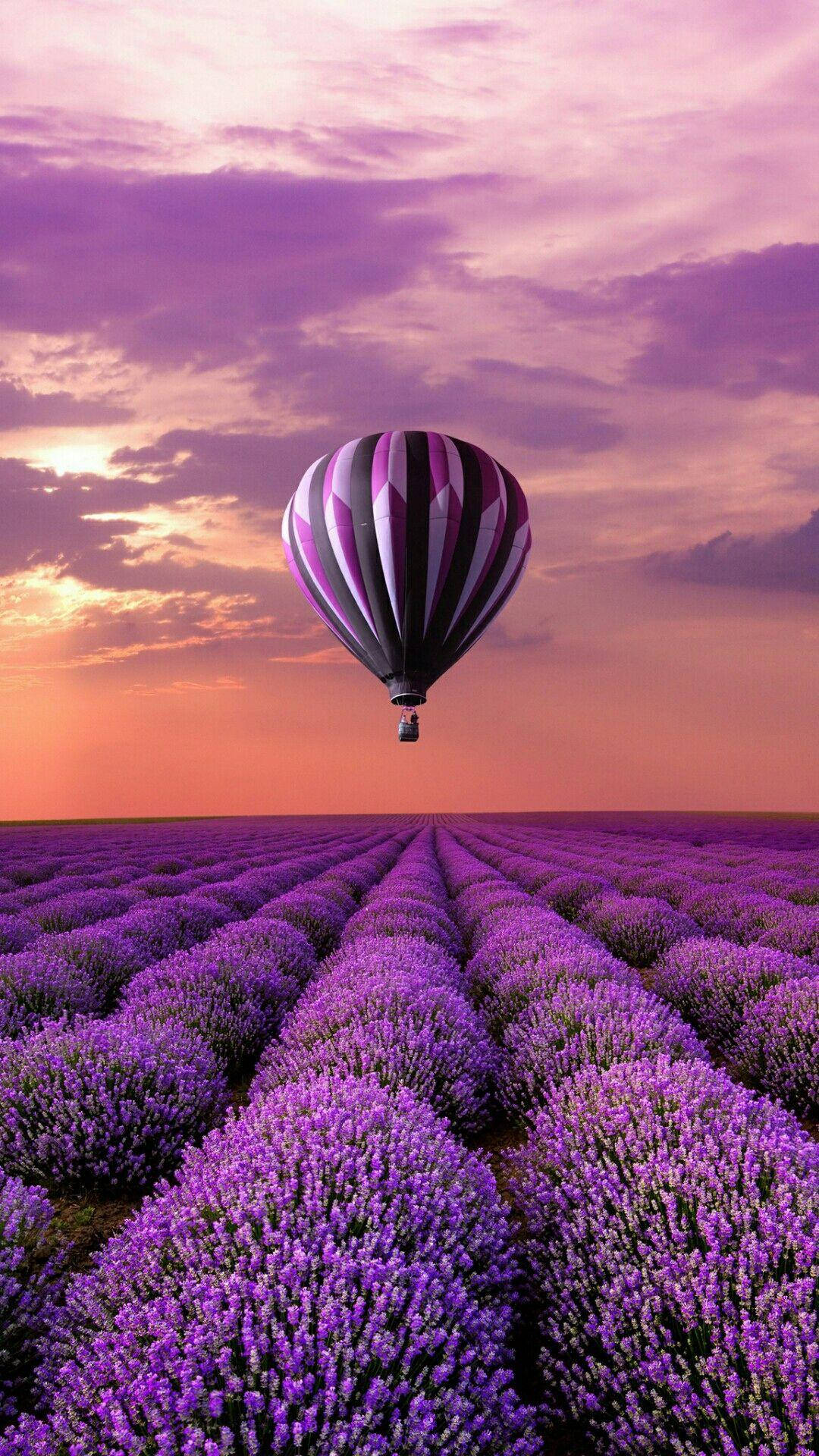 Globo Aerostático Campo de Lavanda Teléfono Nuevo Fondos de pantalla