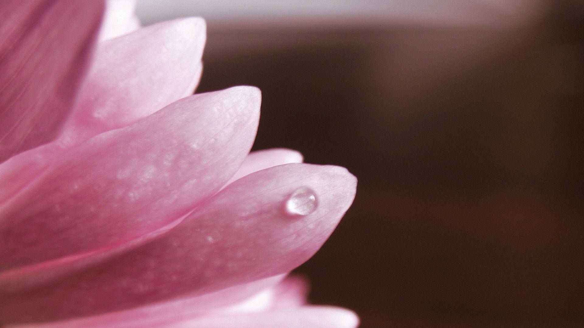 Gota de flor rosa Fondos de pantalla