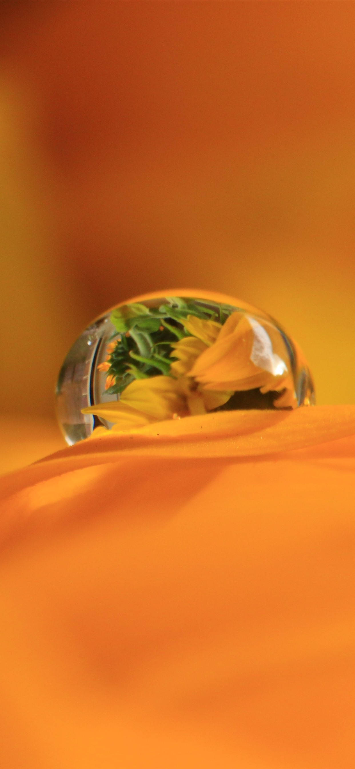 Gota de Rocío en Pétalo Naranja Fondos de pantalla