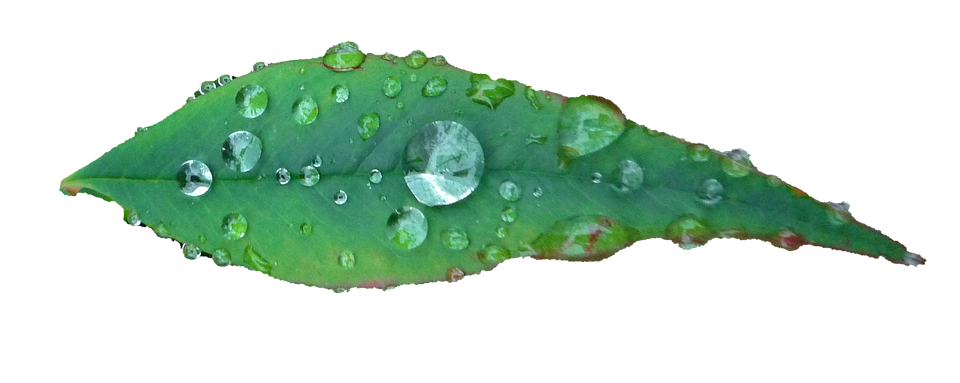 Gotas de agua en hoja verde Fondos de pantalla