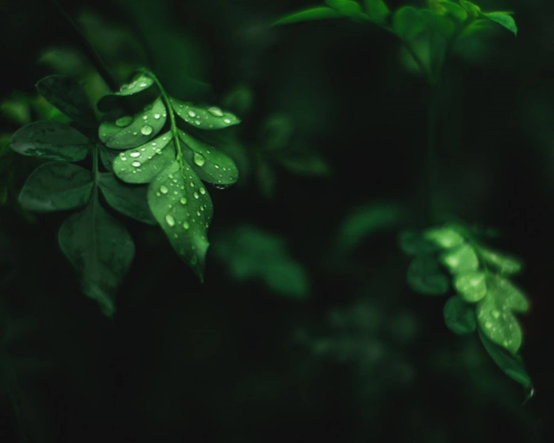 Gotas de Agua en Hojas de Moringa Fondos de pantalla