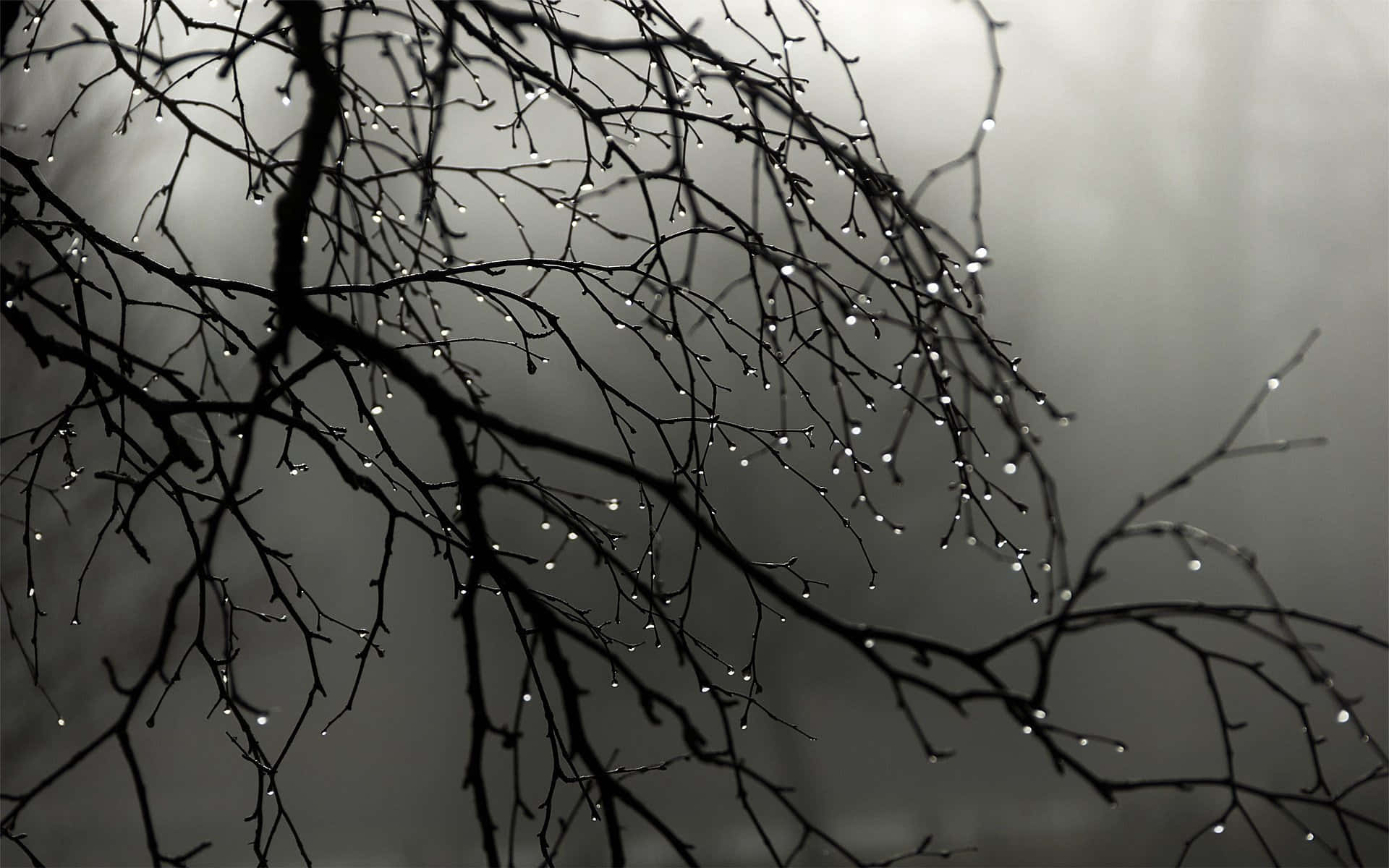 Gotas de Agua en Escritorio Gris Fondos de pantalla