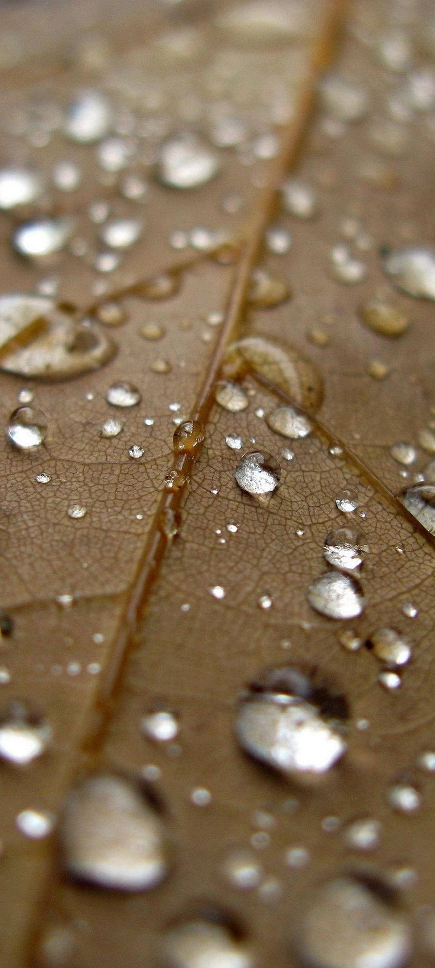 Gotas en hoja Samsung S21 Ultra Fondos de pantalla