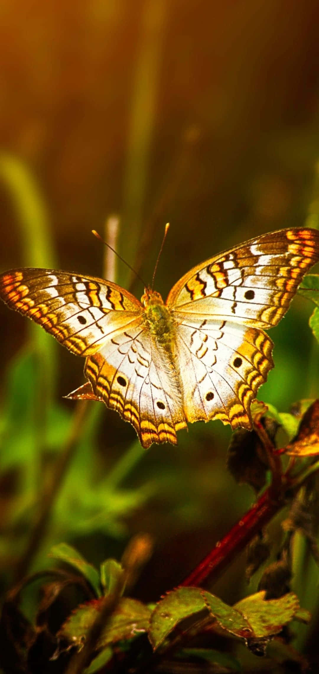 "Gracia Etérea - Un Fondo Estético de Mariposa" Fondos de pantalla