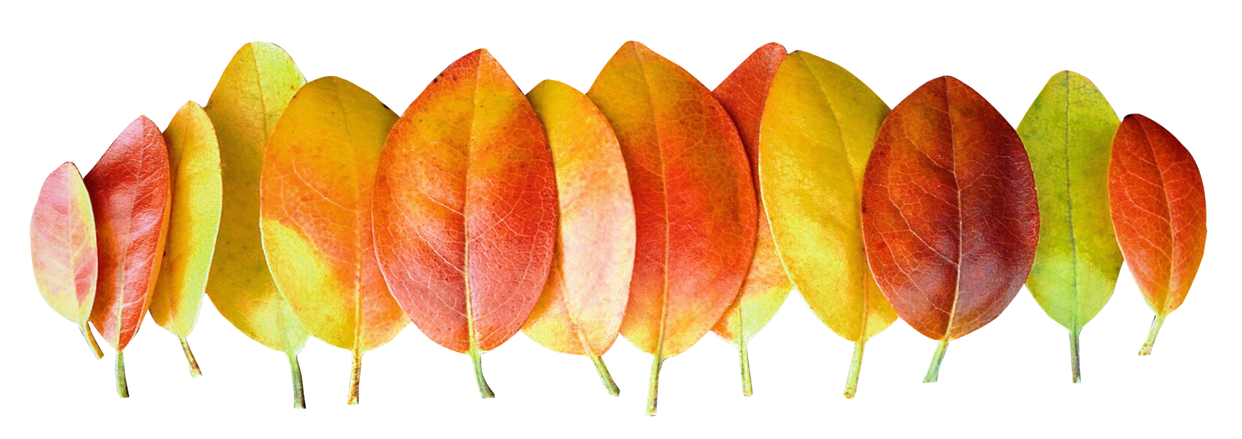 Gradiente de color de hoja de otoño.PNG Fondos de pantalla