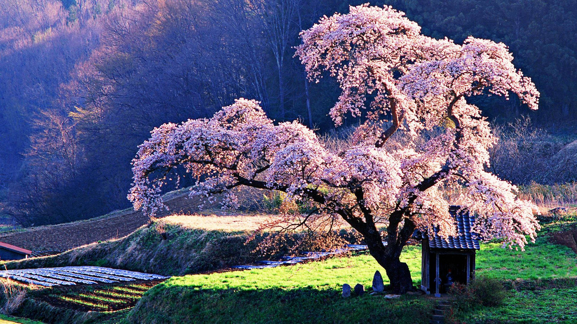 Fondo de Pantalla de Gran Árbol de Cerezo